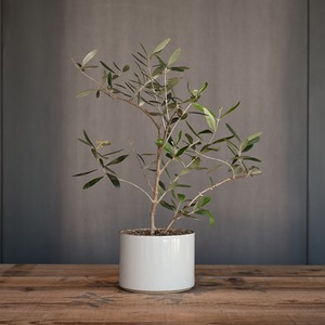 《HASAMI PORCELAIN【Planter φ145×106mm Gloss Gray】》| HASAMI PORCELAIN