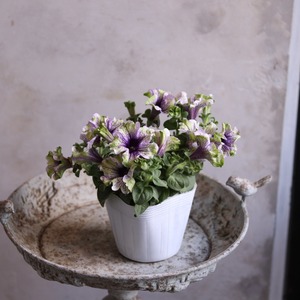 mondimanche ペチュニア　アマゾナスプラムコカトゥー｜暑さに強い夏のお花　夏の寄せ植えにオススメ