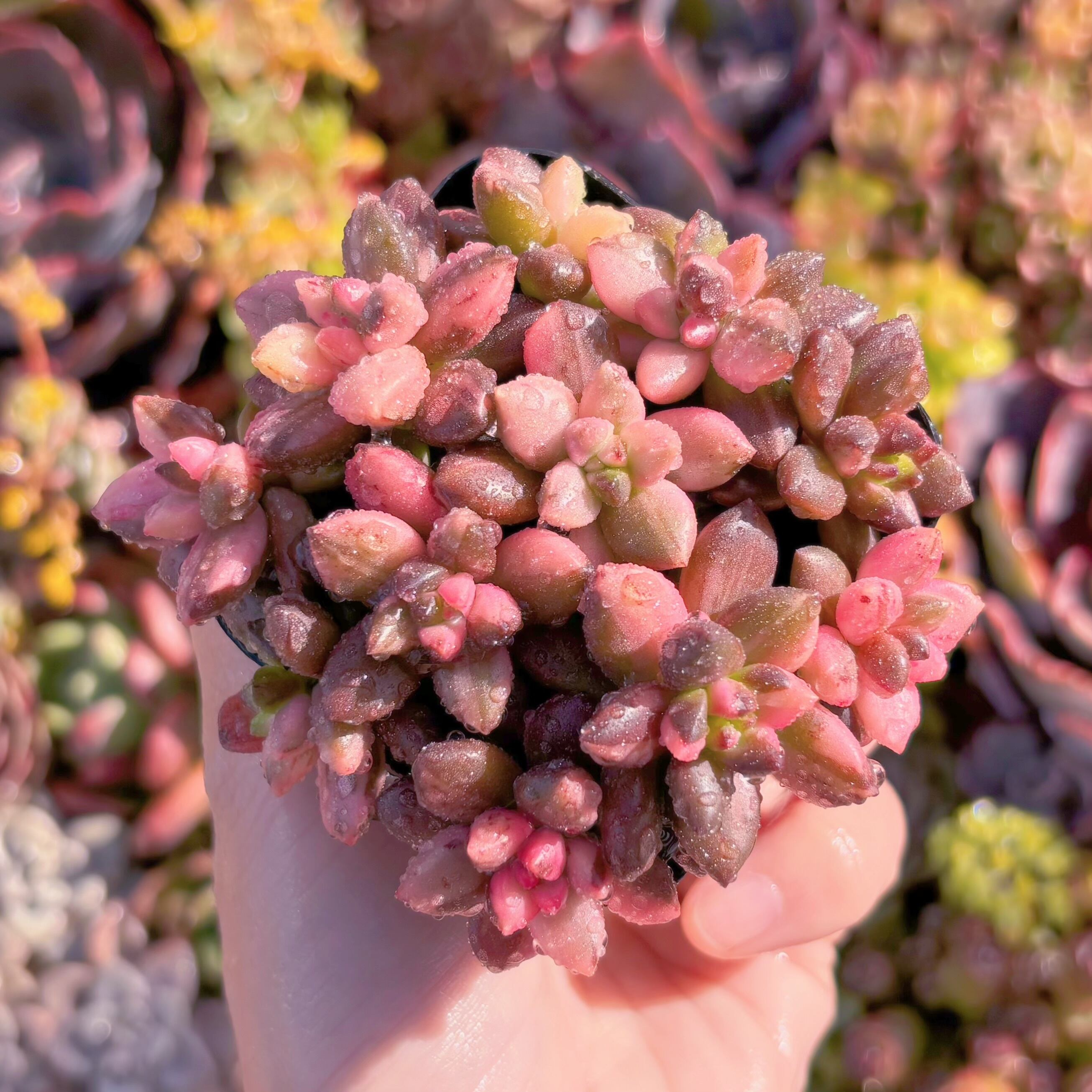 多肉植物 黒美人錦 新入荷 るる農園 | るる農園~多肉植物専門