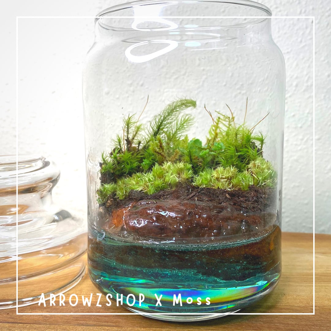 moss04】苔テラリウム 苔アート テラリウム 苔と海 海辺 海岸