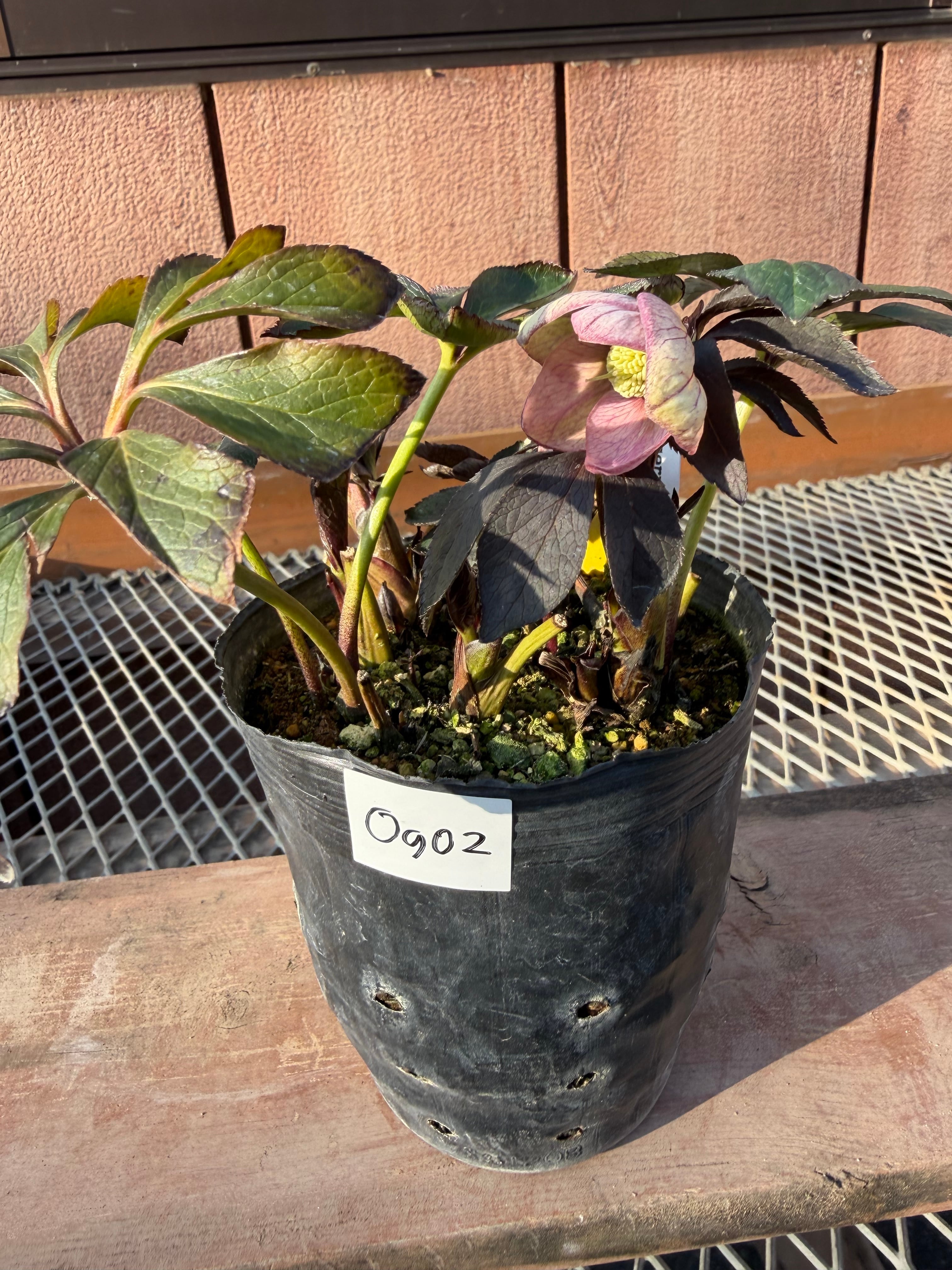 ポーセリンss 大木ナーサリー クリスマスローズ【Og02】送料無料