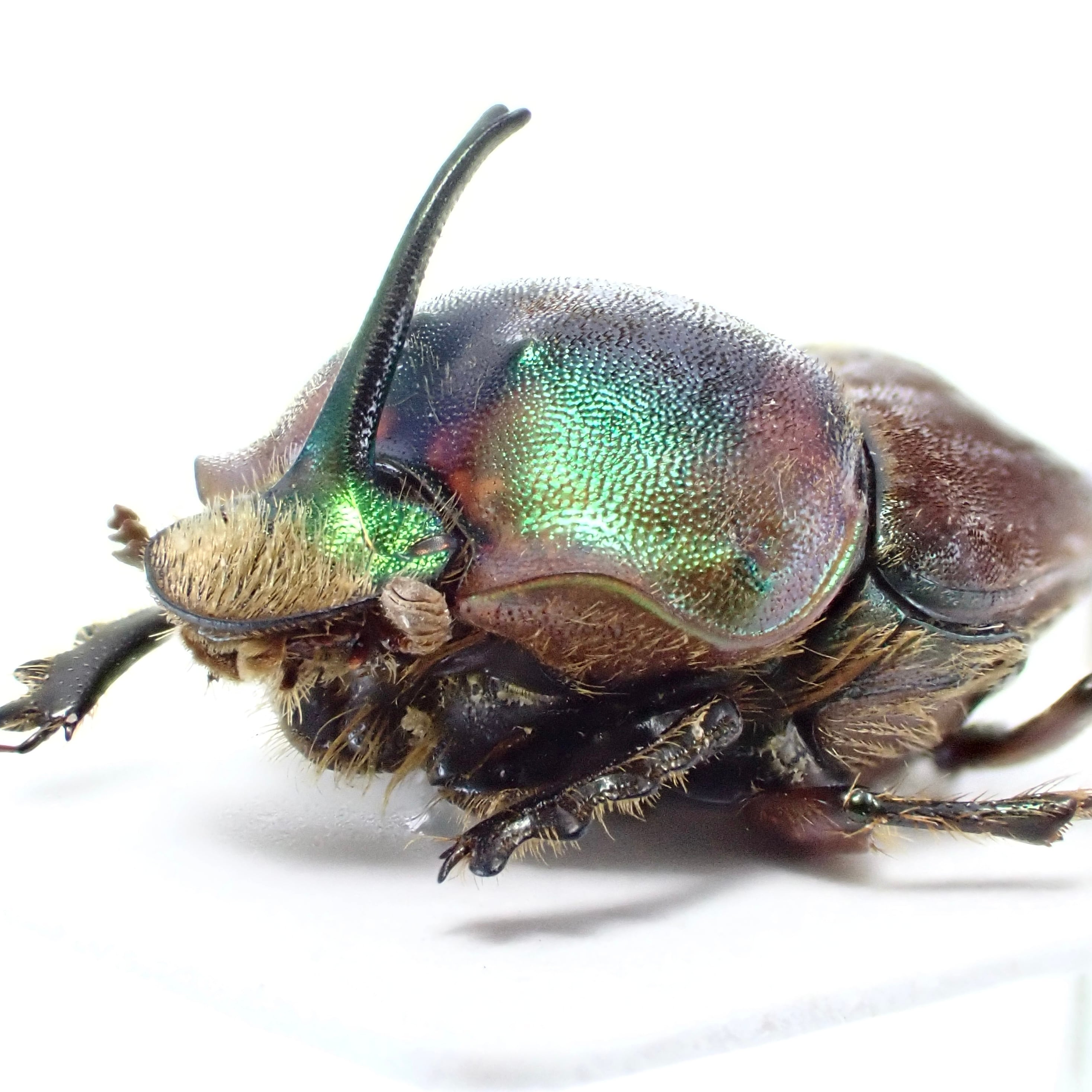 カーニバル、昆虫標本1 Amazon | 本物シリーズ 虫偏(標本) 虫図鑑 7個5種セット