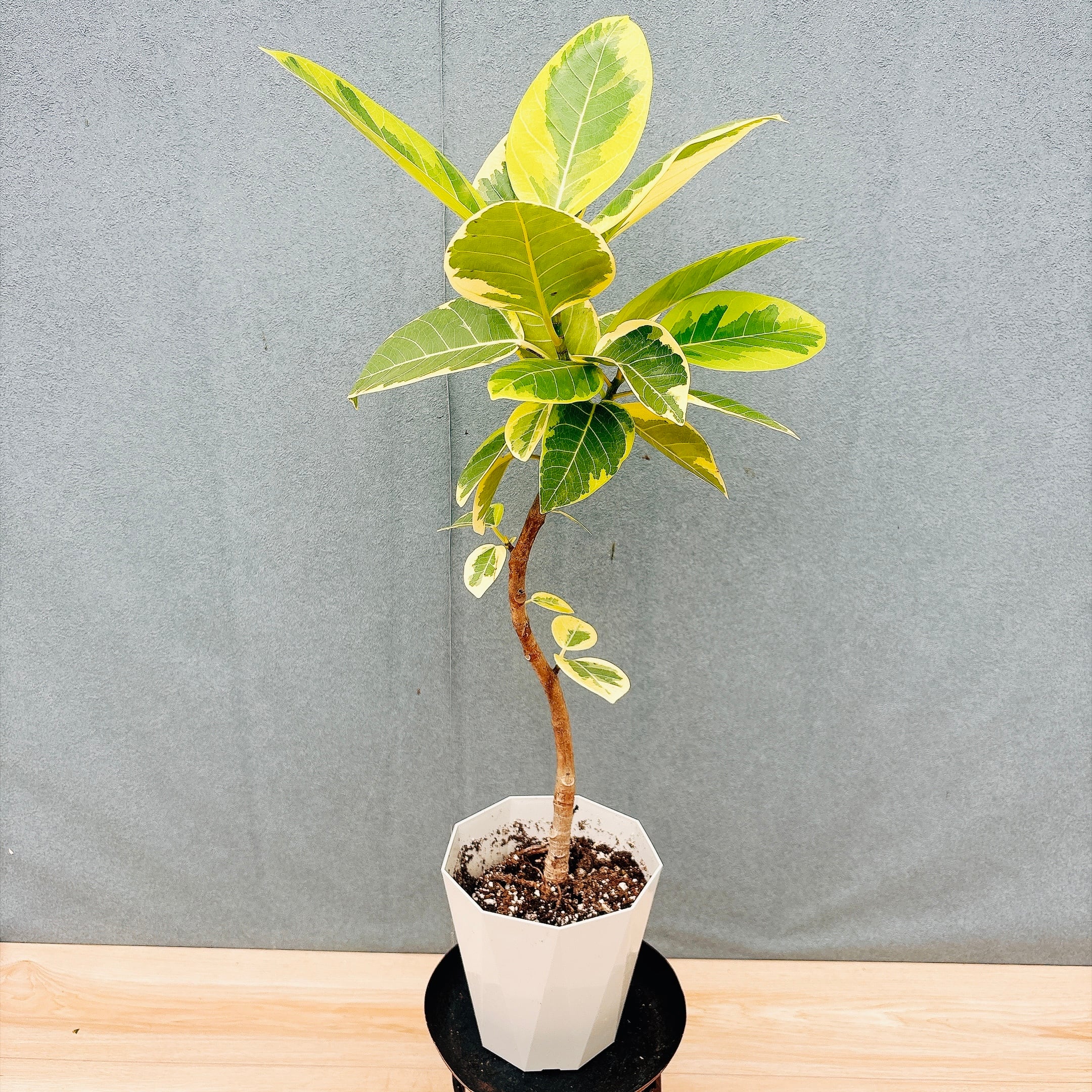 現品］5番 フィカス ベンガレンシス 曲がり 8号 観葉植物 室内 大型