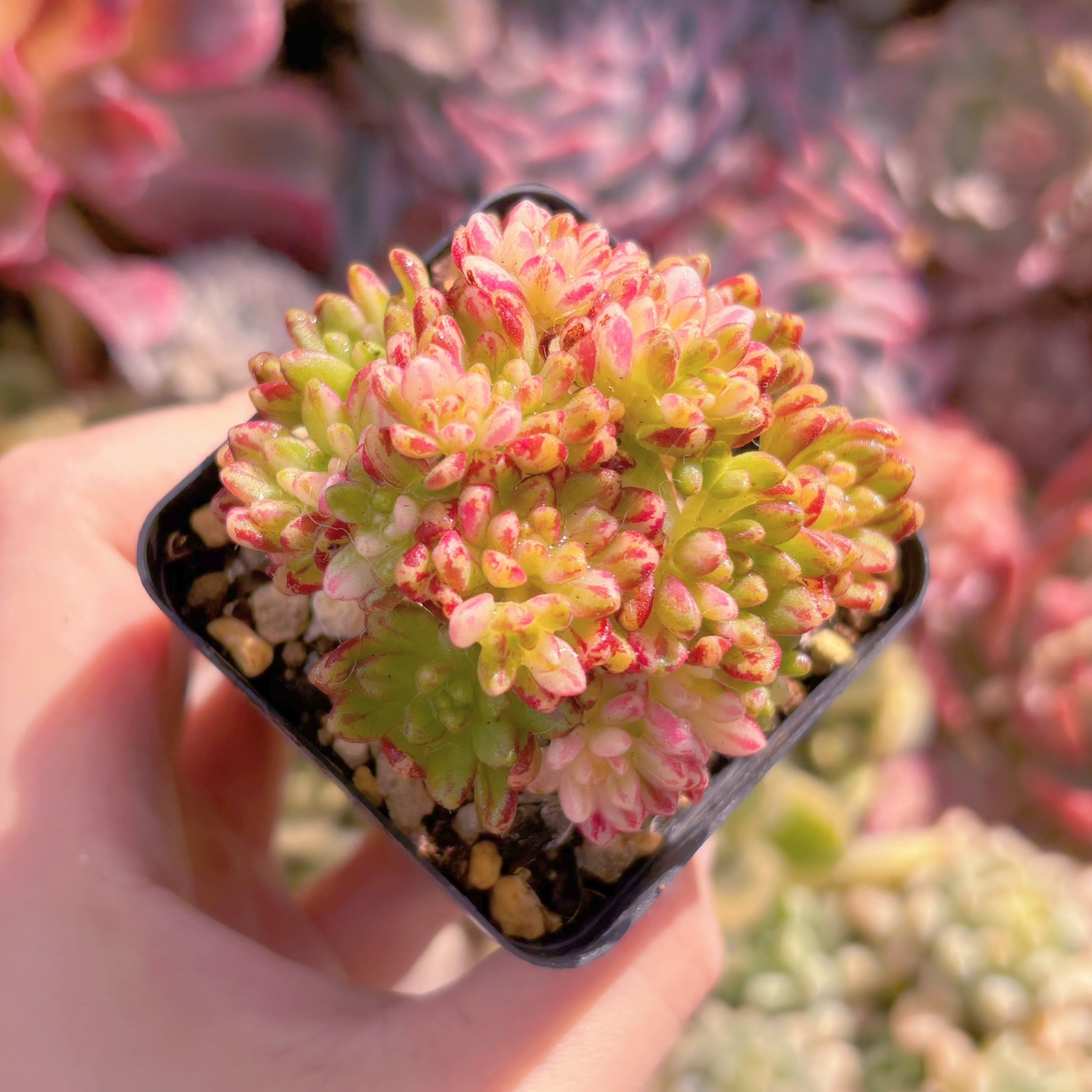 現品　小人祭り錦#1146　群生   るる農園