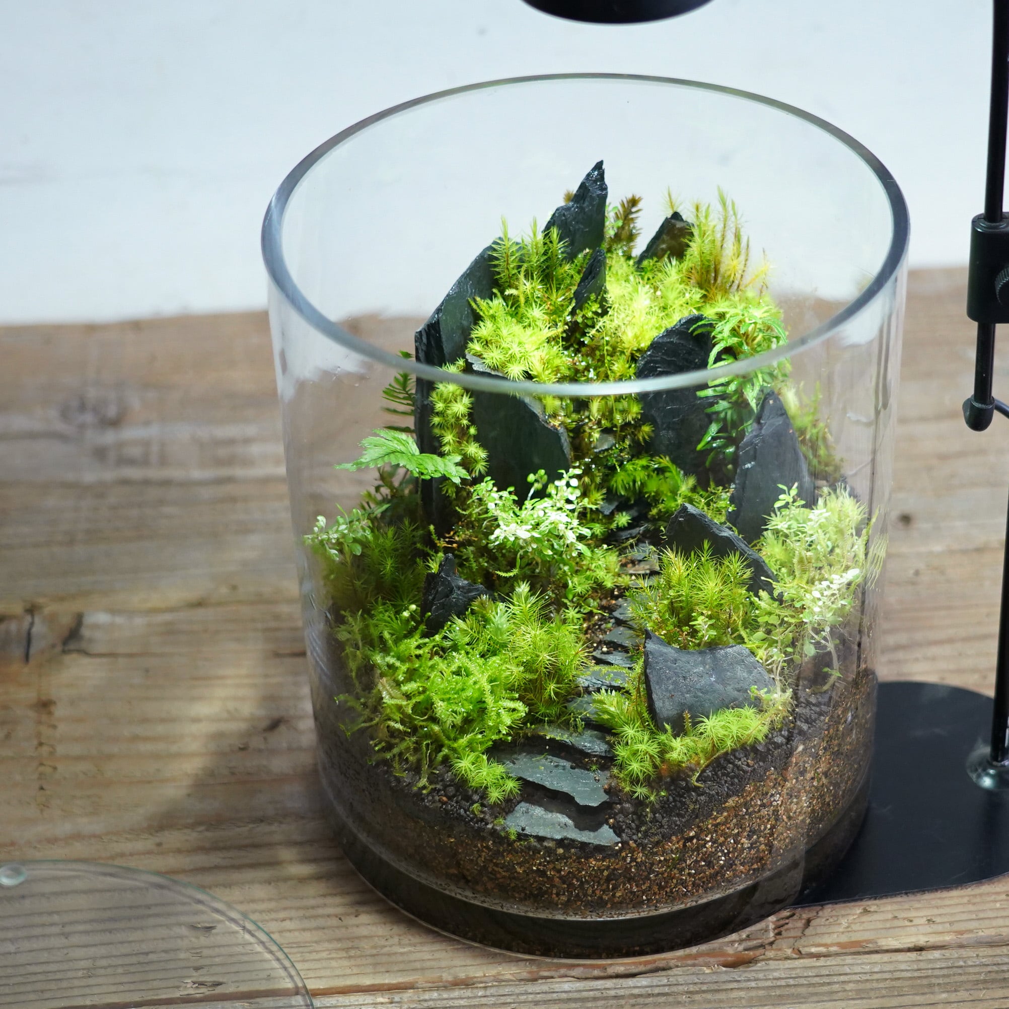 苔テラリウム作品『悪魔の砦』◆限定作品 2.20#3