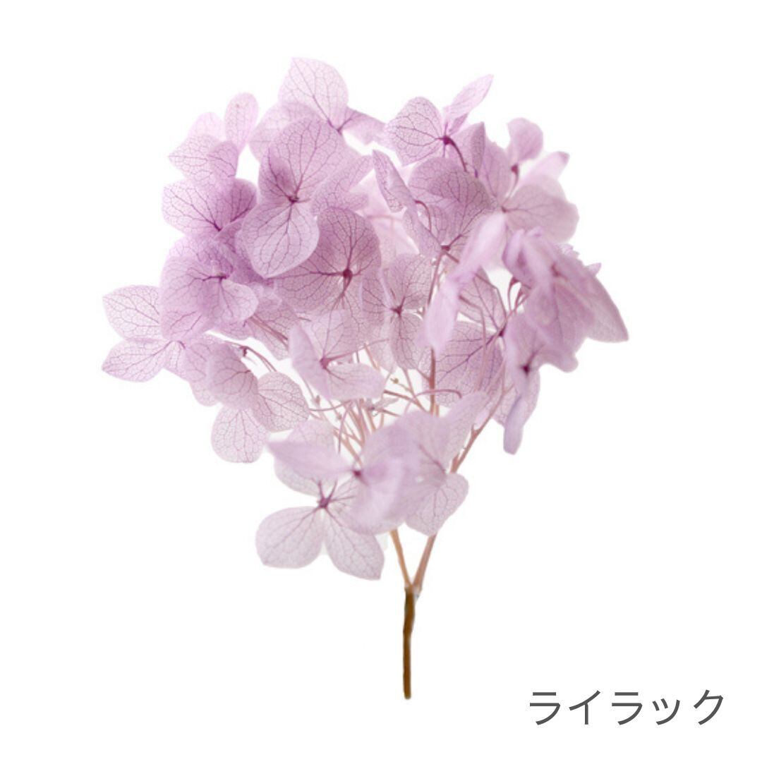 アナベル SP | ＋FLOWER・プラスフラワー・プリザーブドフラワーの
