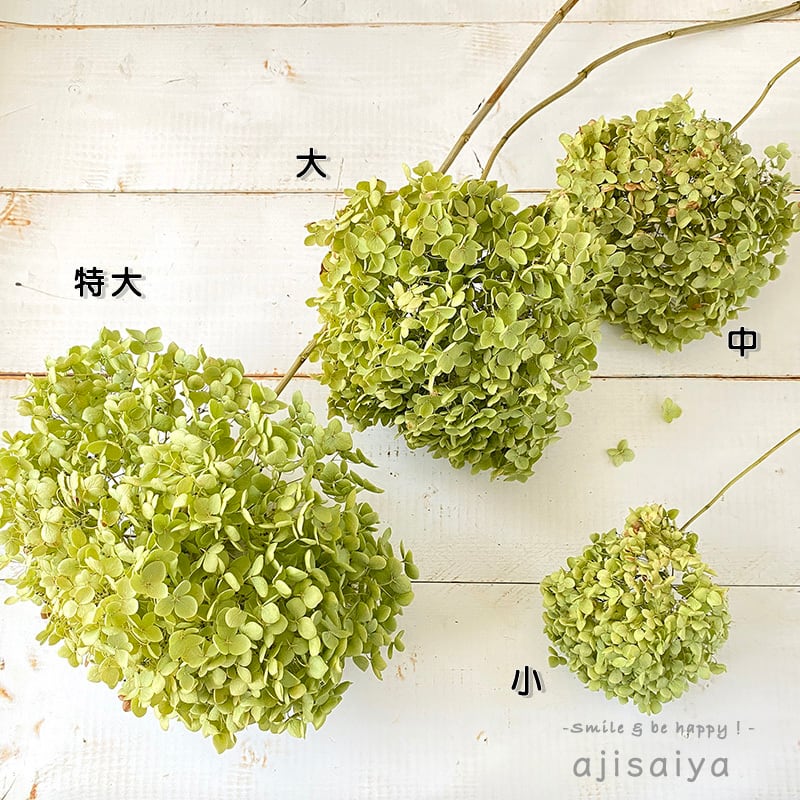 新入荷：2024年産】特大アナベル ドライフラワー ステム付き 1輪  