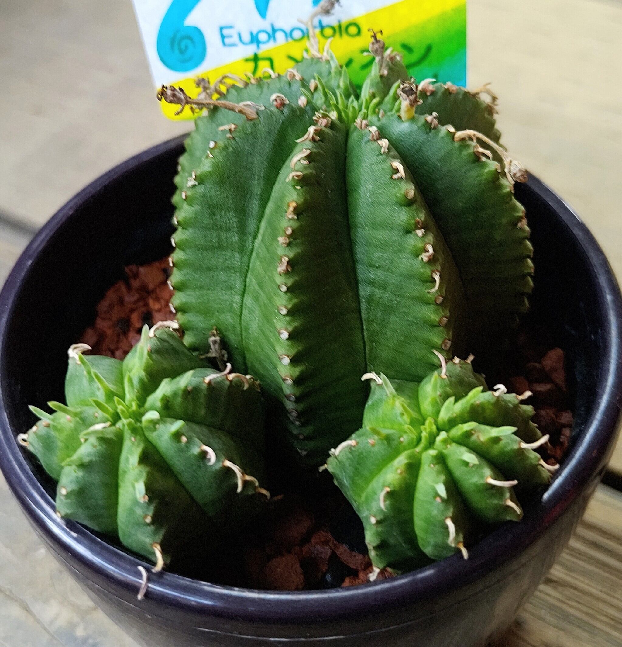 T)カメレオンヘルメット | RuPo 多肉植物専門店