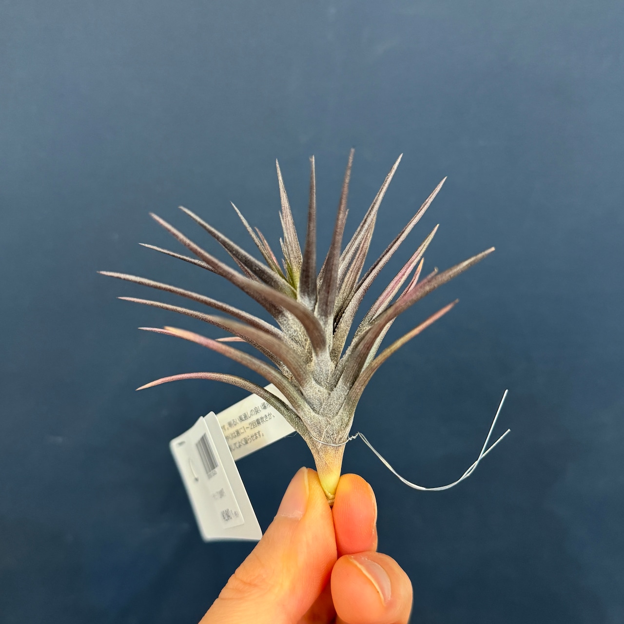 チランジア ジョネシー【285】