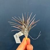 チランジア ジョネシー【285】