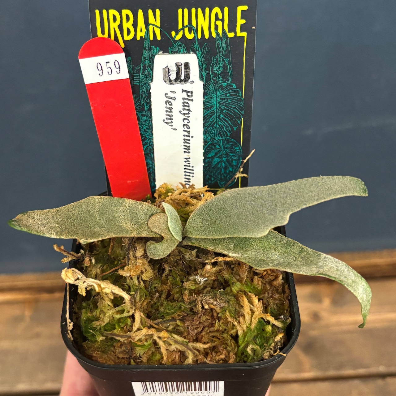 【クリアランス】ビカクシダ　ジェニー　P. willinckii 'Jenny'【959】