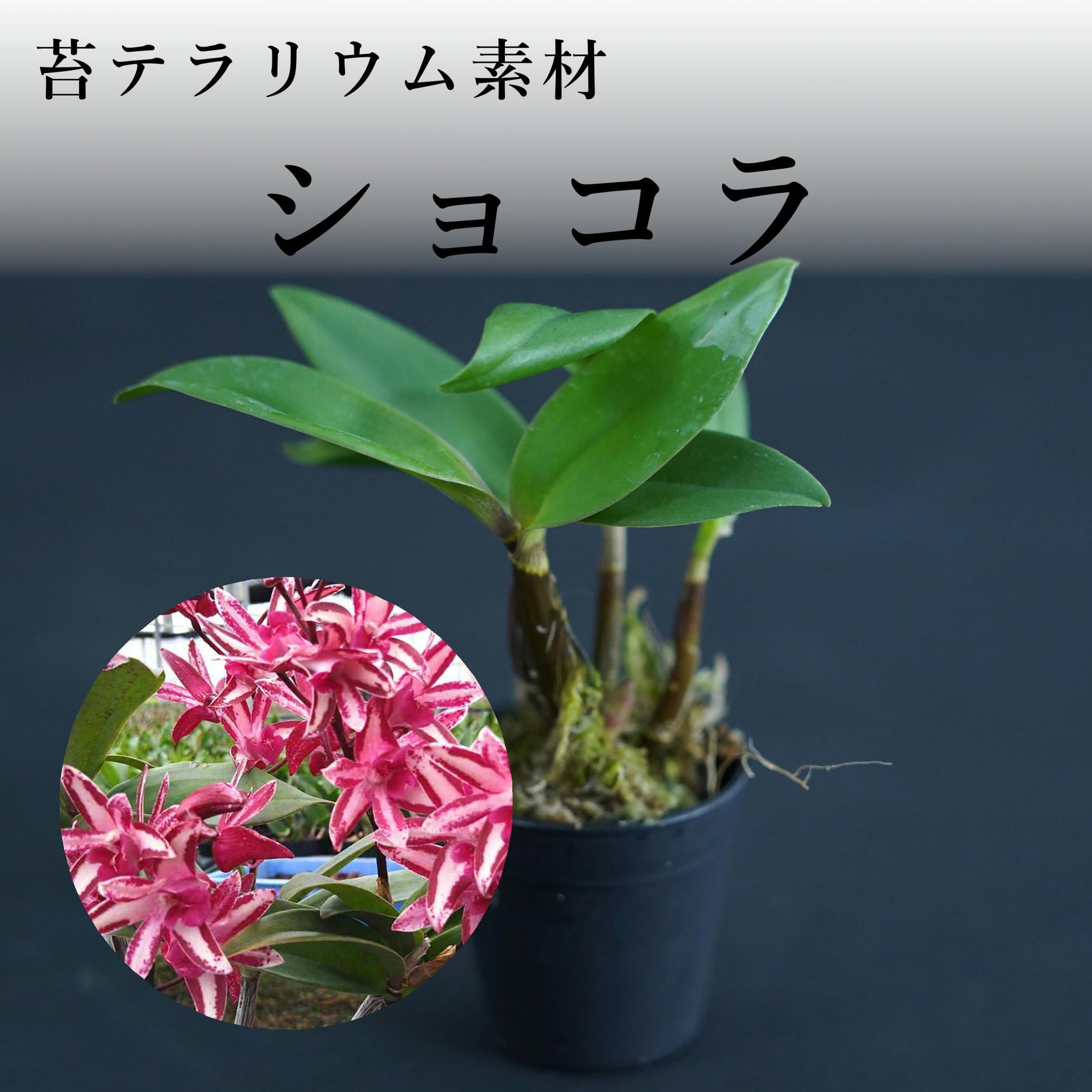 Den.kingianum ショコラ【着生ラン】苔テラリウム用ミニミニポット