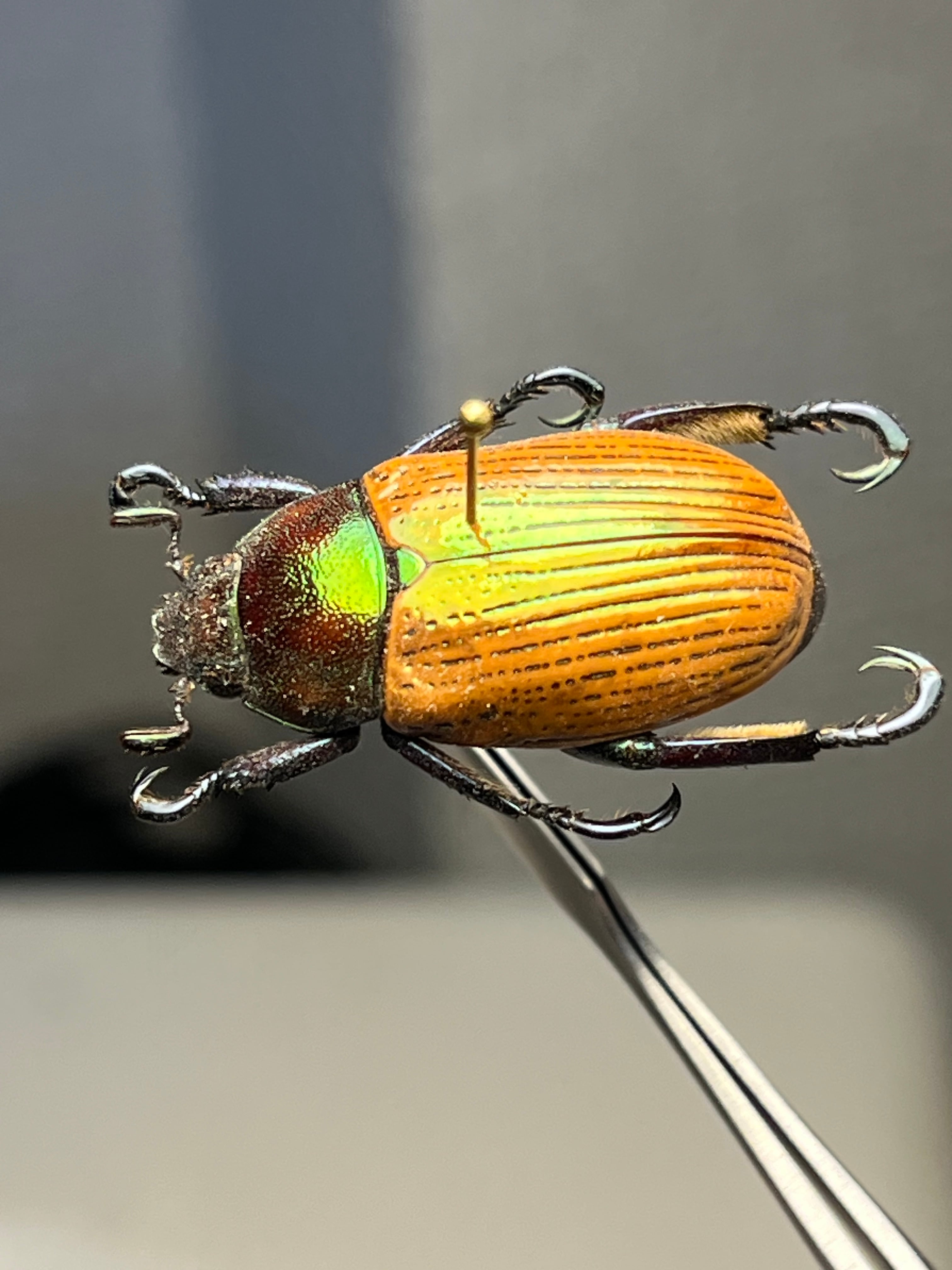 Pelidnota sanctijacobi プラチナコガネ 標本 Epichalcoplethis