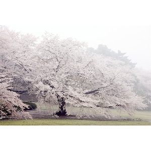 Photo-CG - 雨の桜 (Sakura in Rain) - Original Print A2 Size