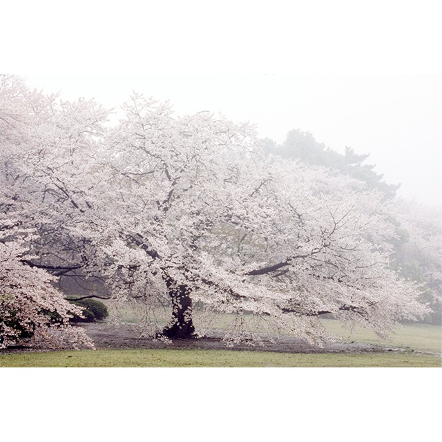 Photo-CG - 雨の桜 (Sakura in Rain) - Original Print A2 Size