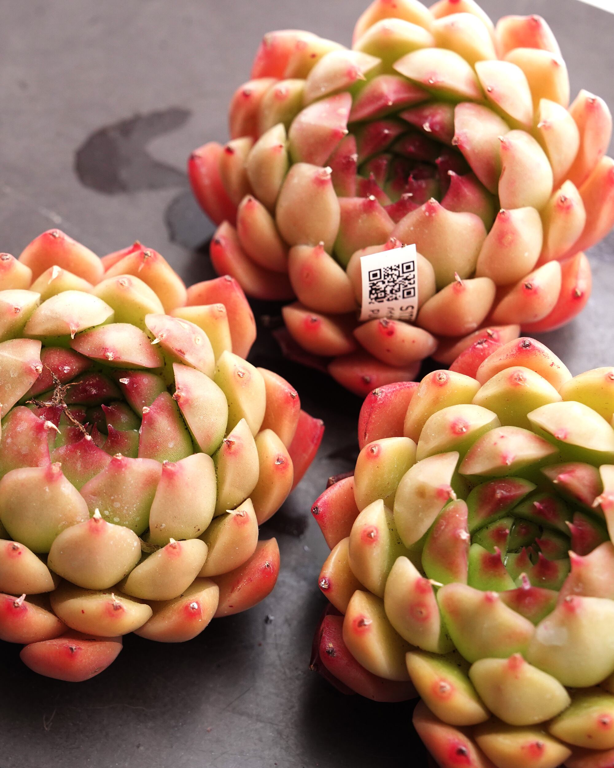 カット苗 パイナップルケーキ 【日本初上陸？！】 Echeveria