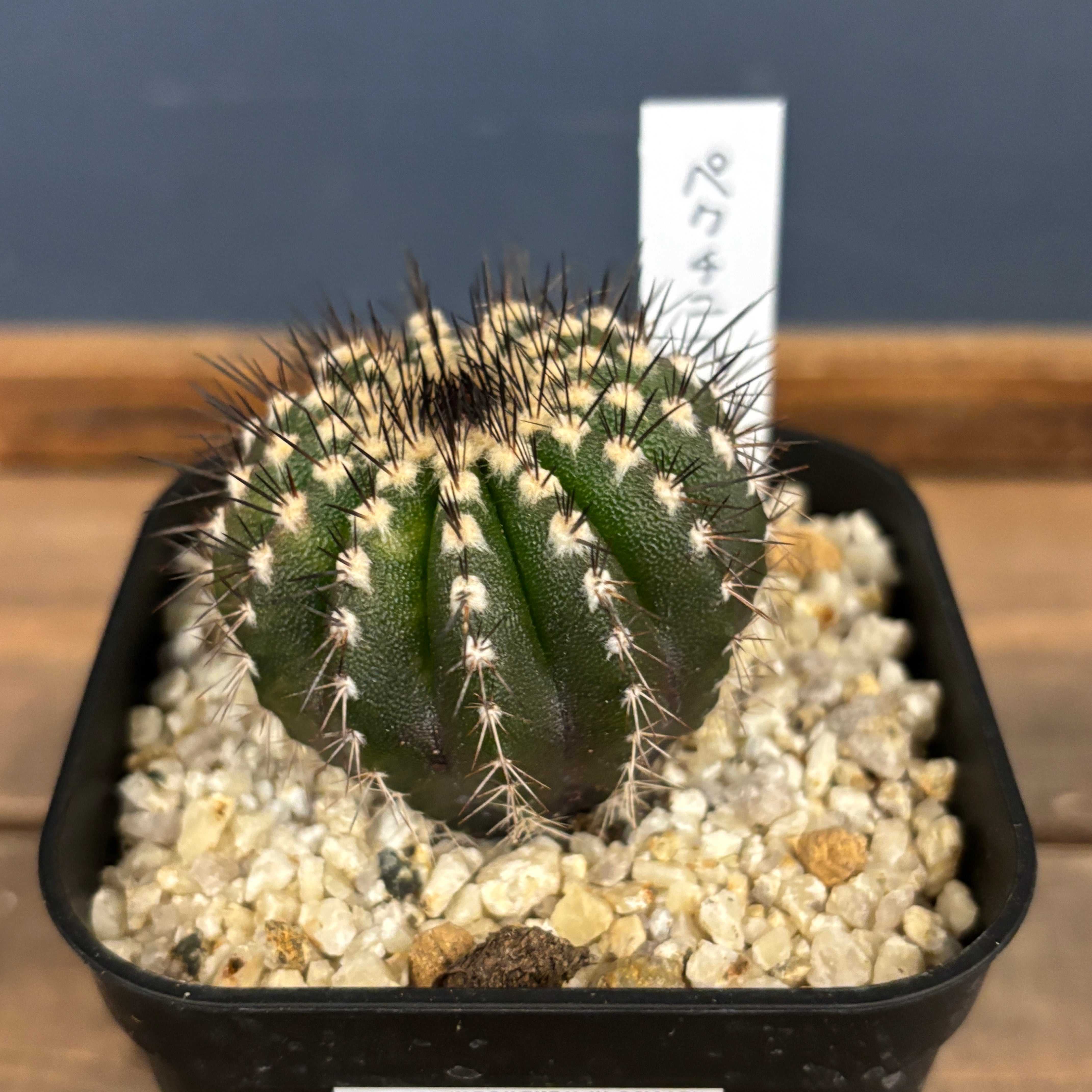 サボテン ユーベルマニア ペクチニフェラ【625】