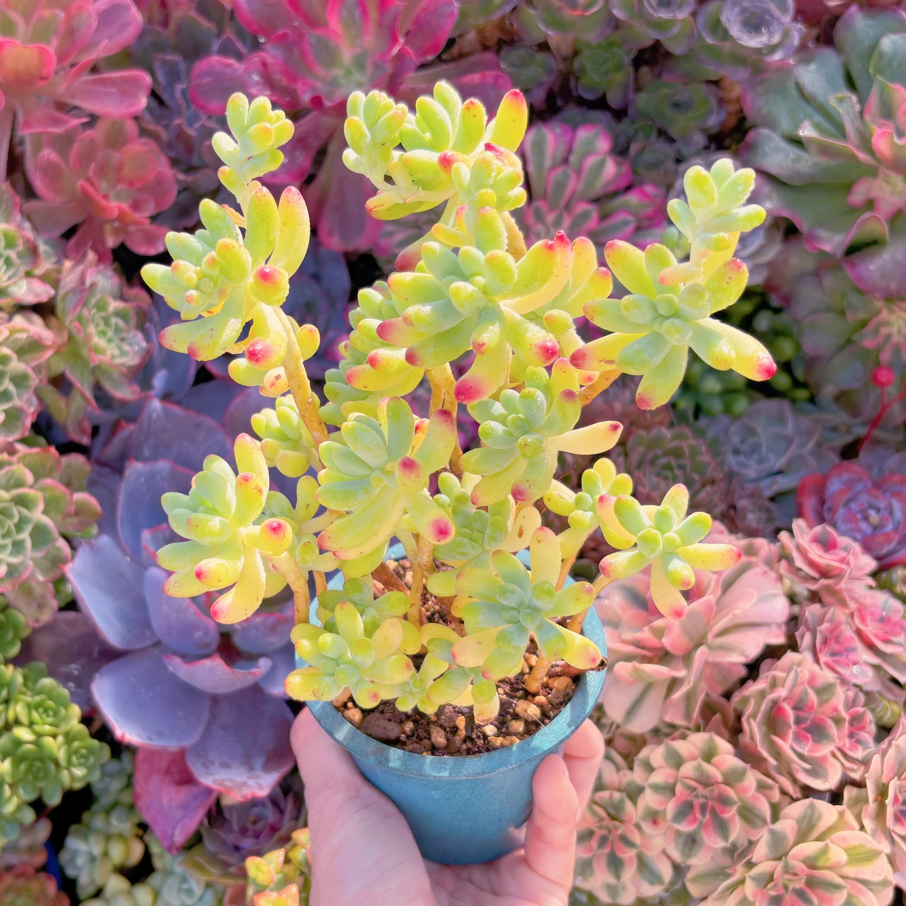 多肉植物　乙女心　群生　新入荷　るる農園