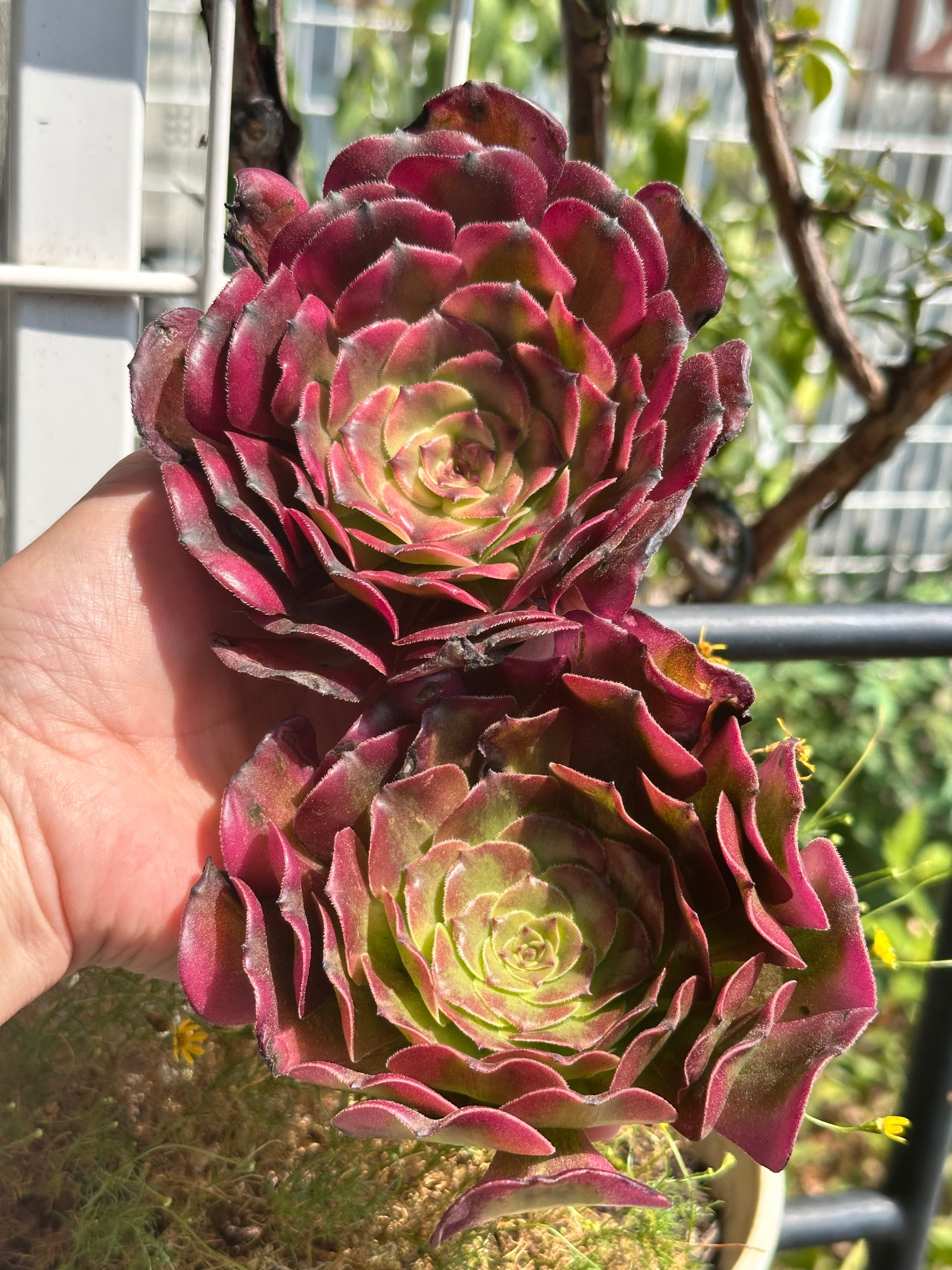 82#多肉植物アエオニウム錦❤️ 皺葉仙墨 ❤️1大頭5小頭14cm 鉢土付き出荷 82#多肉植物アエオニウム錦❤️ 皺葉仙墨 ❤️1大頭5小頭14cm 鉢土付き