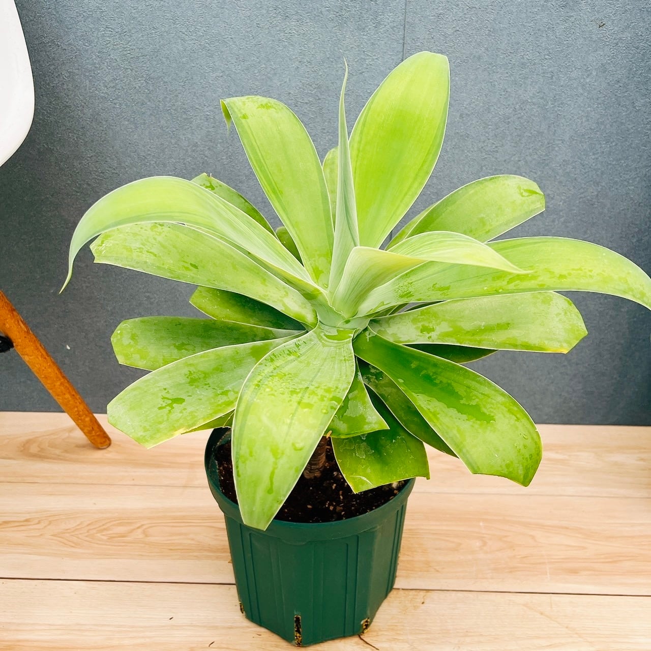 現品］G シェフレラ ホンコンカポック 曲がり 7号 観葉植物 室内 大型