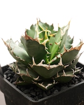 抜き苗 アガベ チタノタ トライデント 見本株 Agave titanota 'Trident'