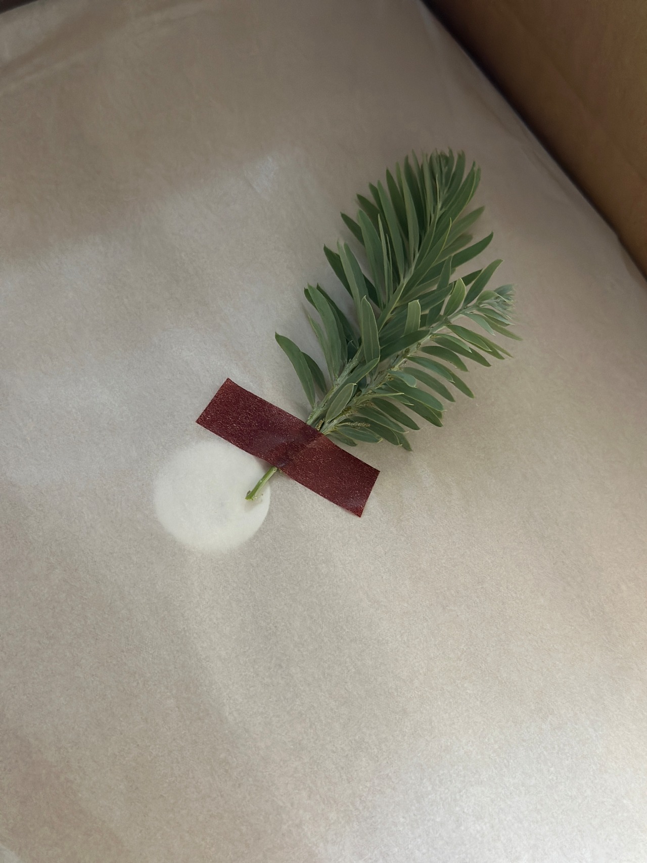 キラピカ旬野菜/7～8品平飼いたまご10個BOX【農薬化学肥料不使用】農の島＊大三島＊よりお届け！