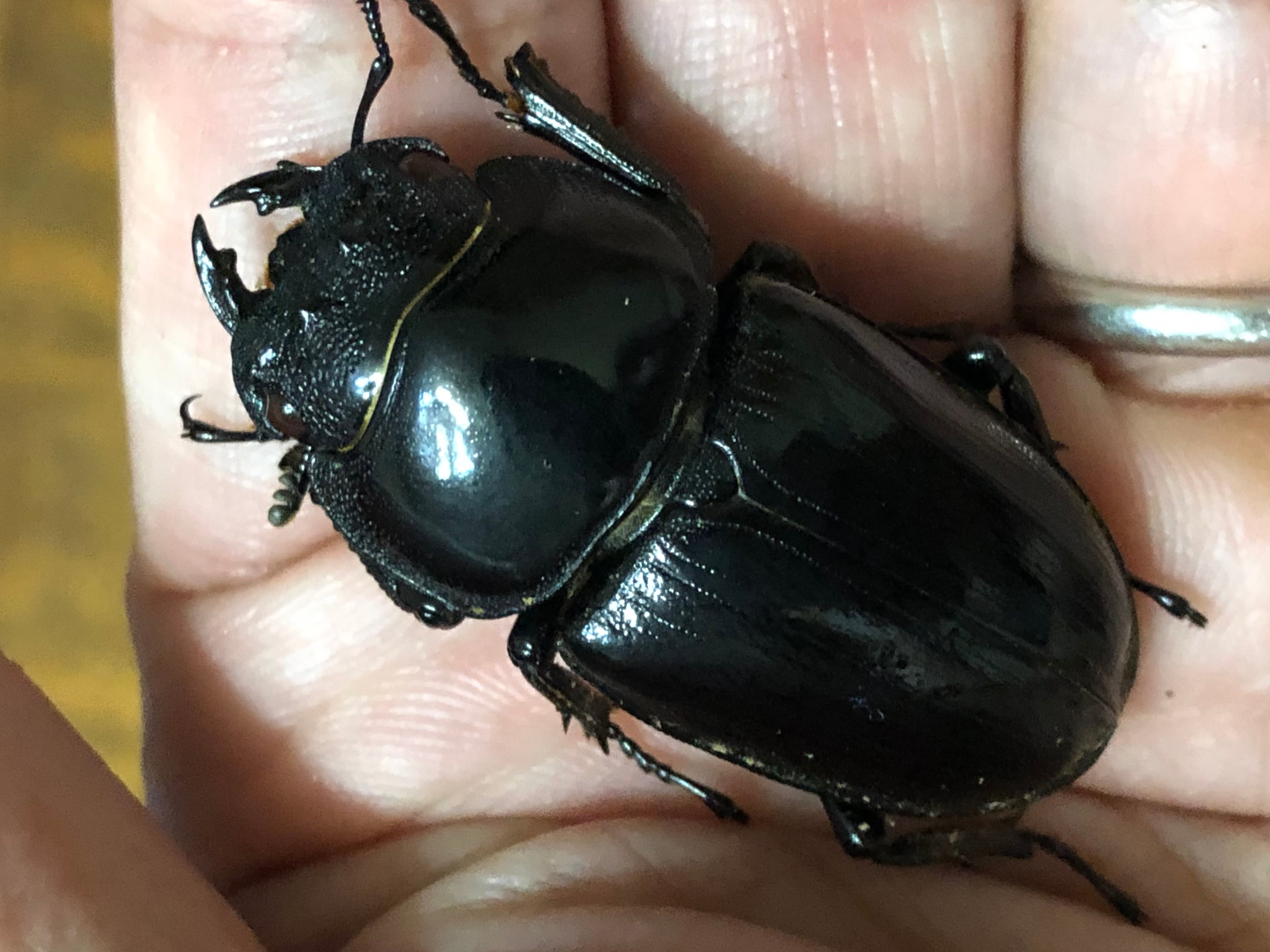 その他 モセリオウゴンオニクワガタ♂♀♀ 大型