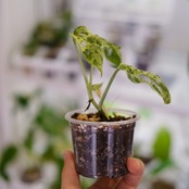 Monstera adansonii Mottled / モンステラ アダンソニー ミント㉘ / 観葉植物