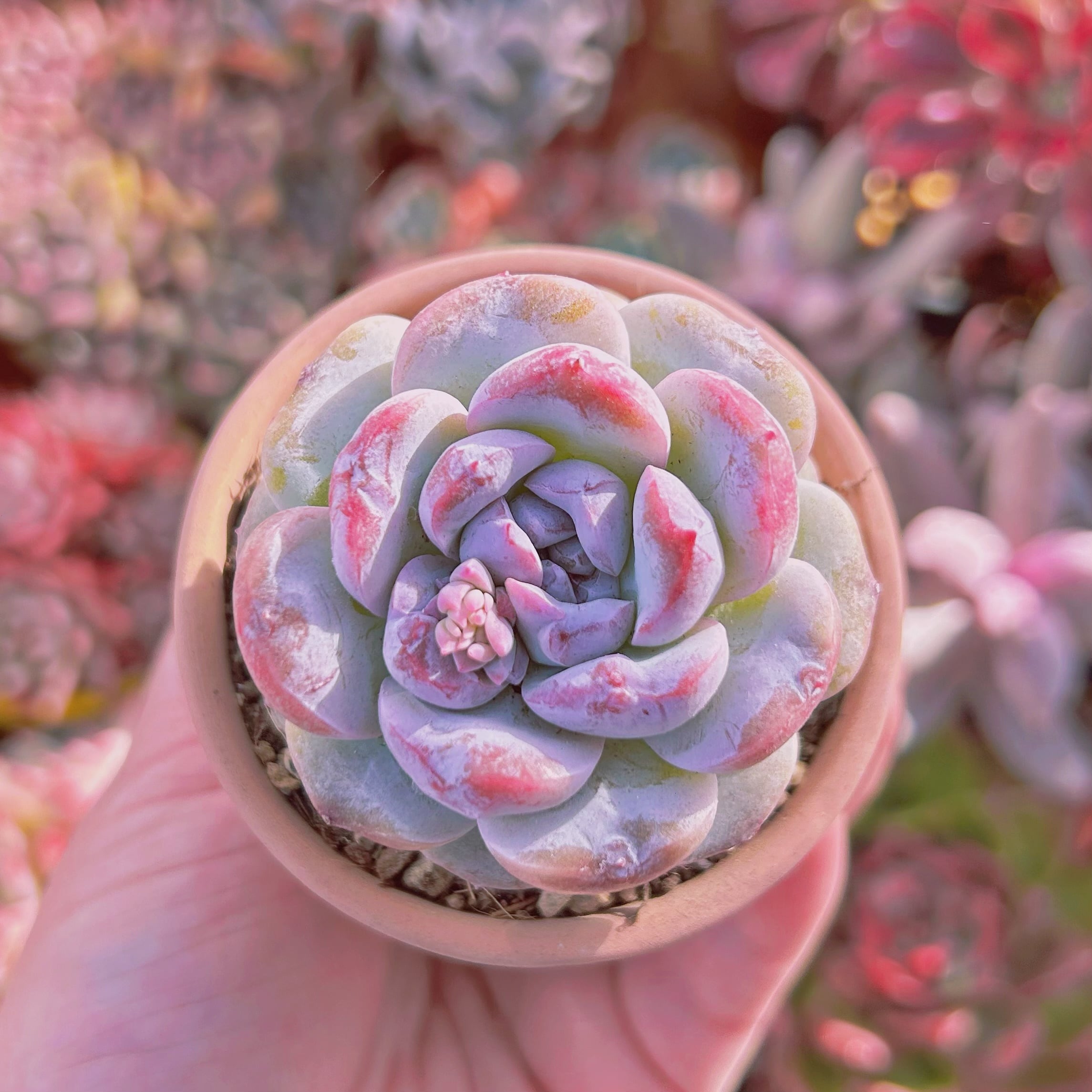 #299現物　多肉植物　アイシング