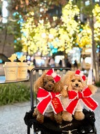 【再販】クリスマスリボンチョーカー