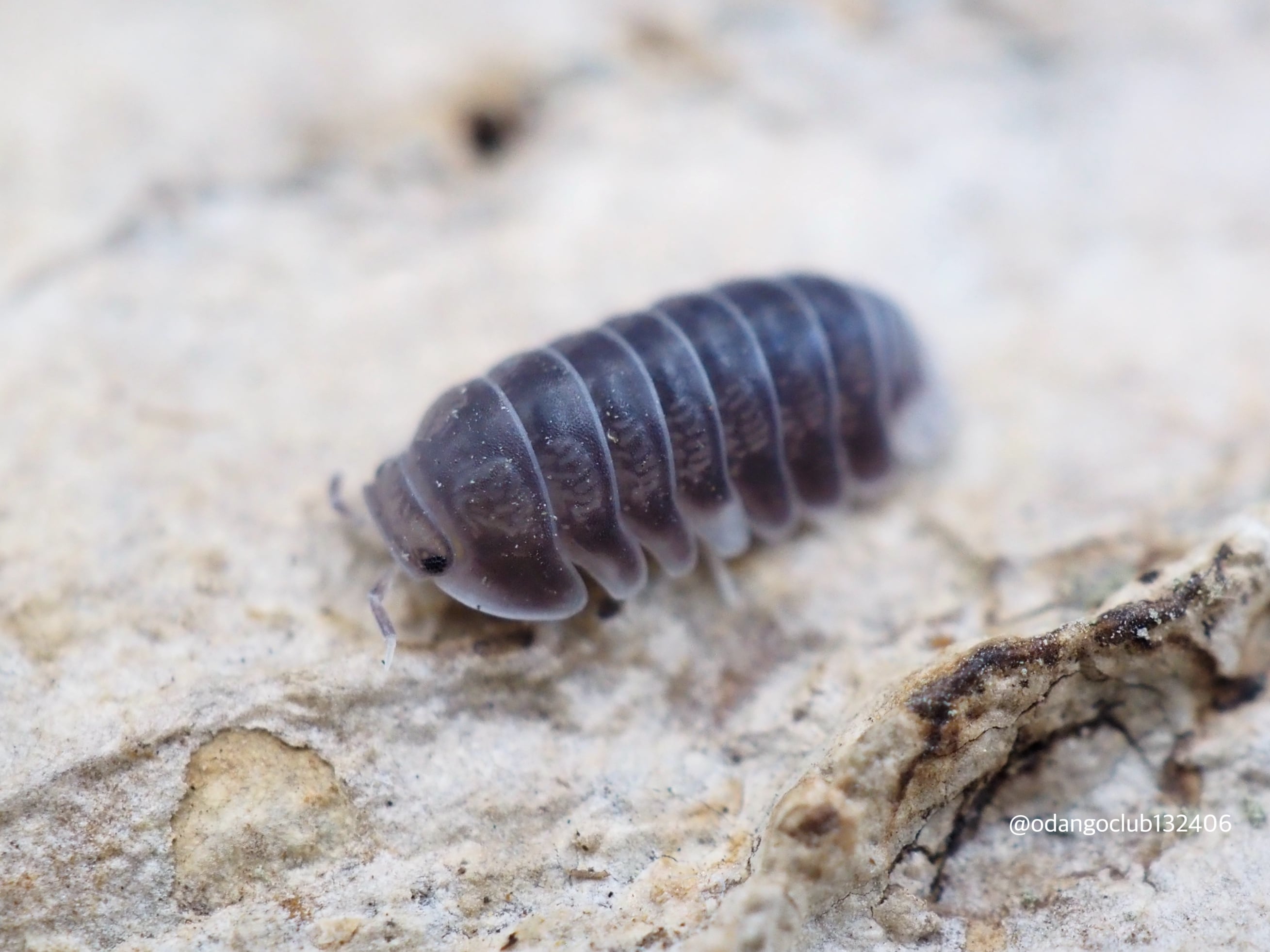 ブラックパンダ 5匹 ダンゴムシ | おだんごくらぶ