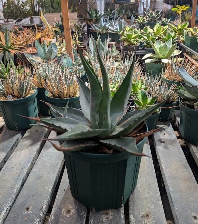 アガベ　ジェントリー　特大❗ 送料込み】アガベ ジェントリージョーズ D / agave gentri jaws
