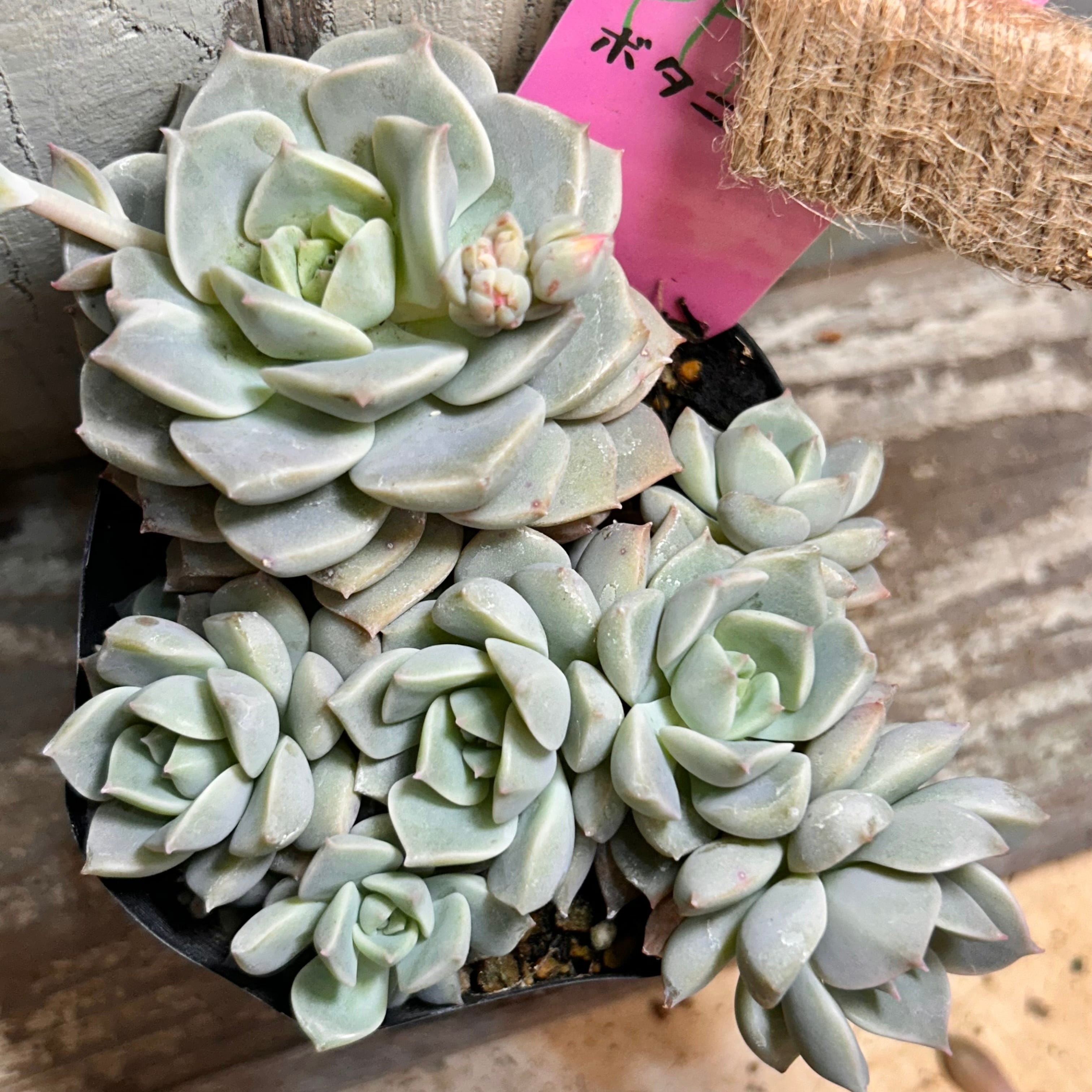 カナリア錦(アエオニウム) | RuPo 多肉植物専門店
