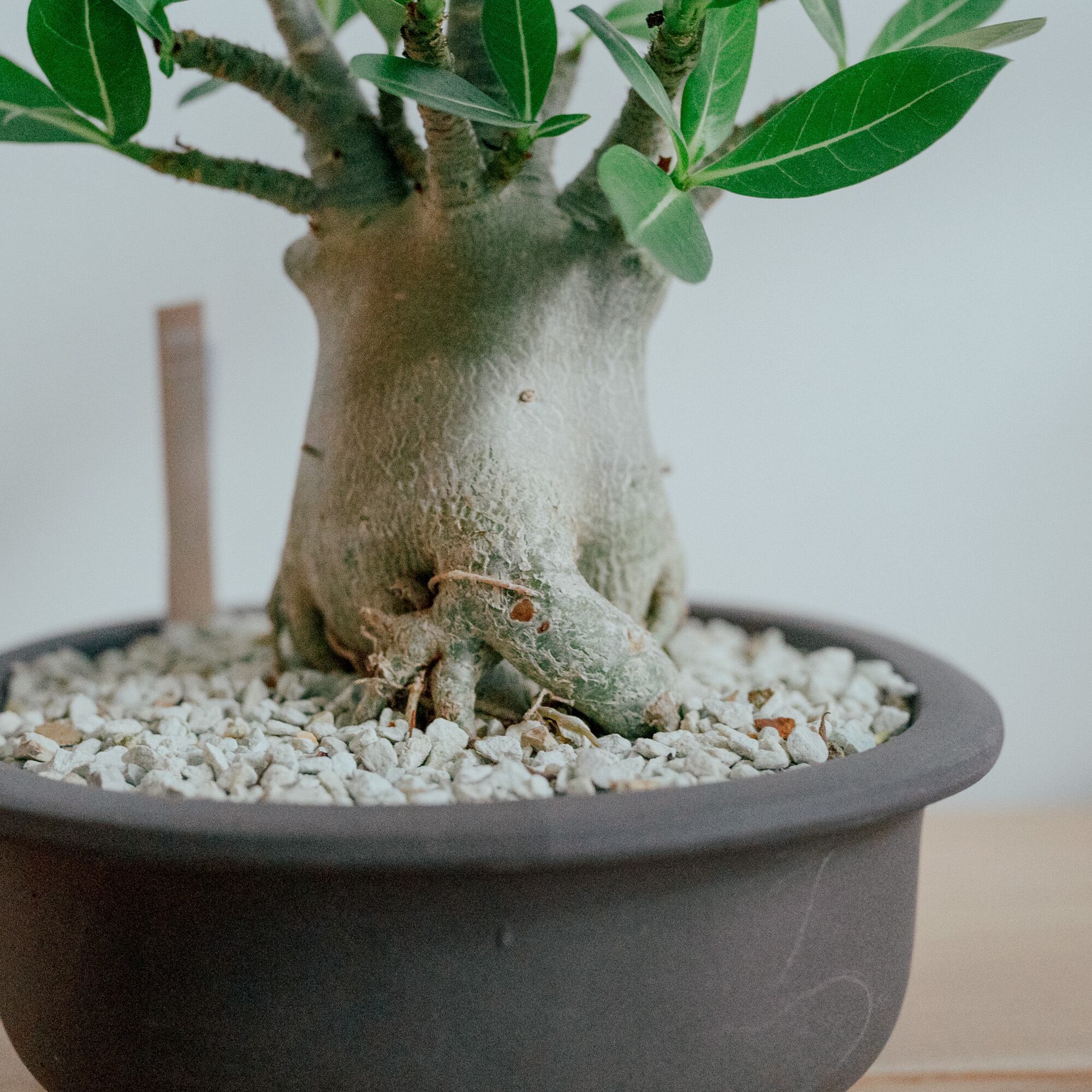 アデニウム・アラビクム 陶器鉢付き アデニウム・アラビカム・ドワーフ（Adenium arabicum 'Dwarf'）× 陶器