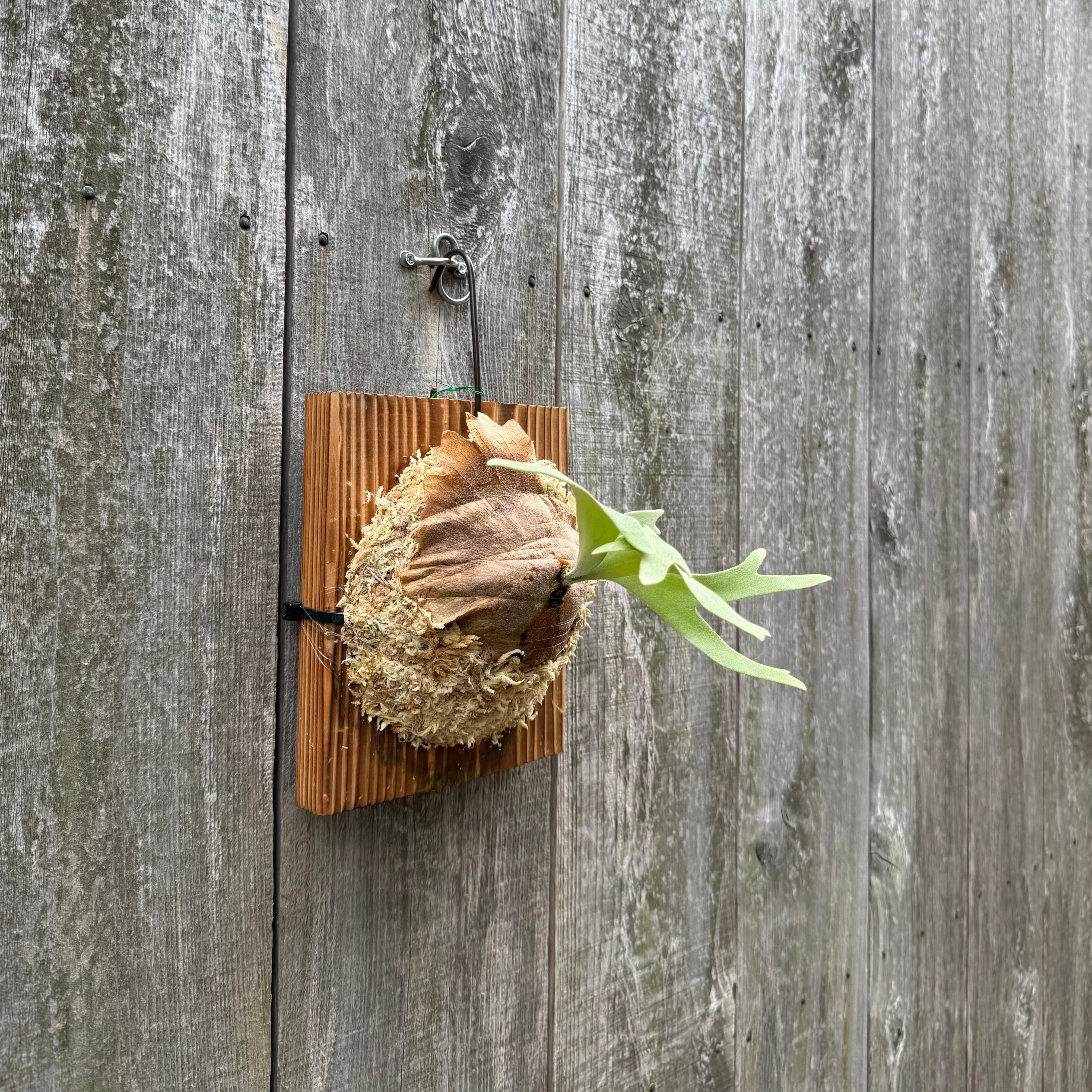 P. willinckii cv. Sombrero (pup) | naturefix