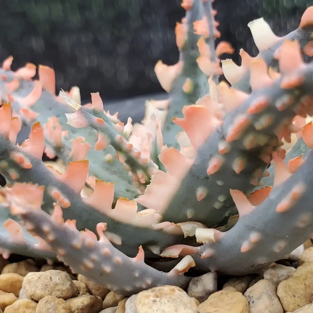 F00603_Aloe 'Saw Bones' Hybrid：アロエ・ハイブリッド（子株