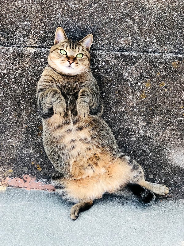 猫 ポストカード The Cat who.... 20241125 ラスカル 10x14.8センチ(cm)官製はがきサイズ 猫写真 はがき ねこ葉書 ネコハガキ Postcard ジェリー