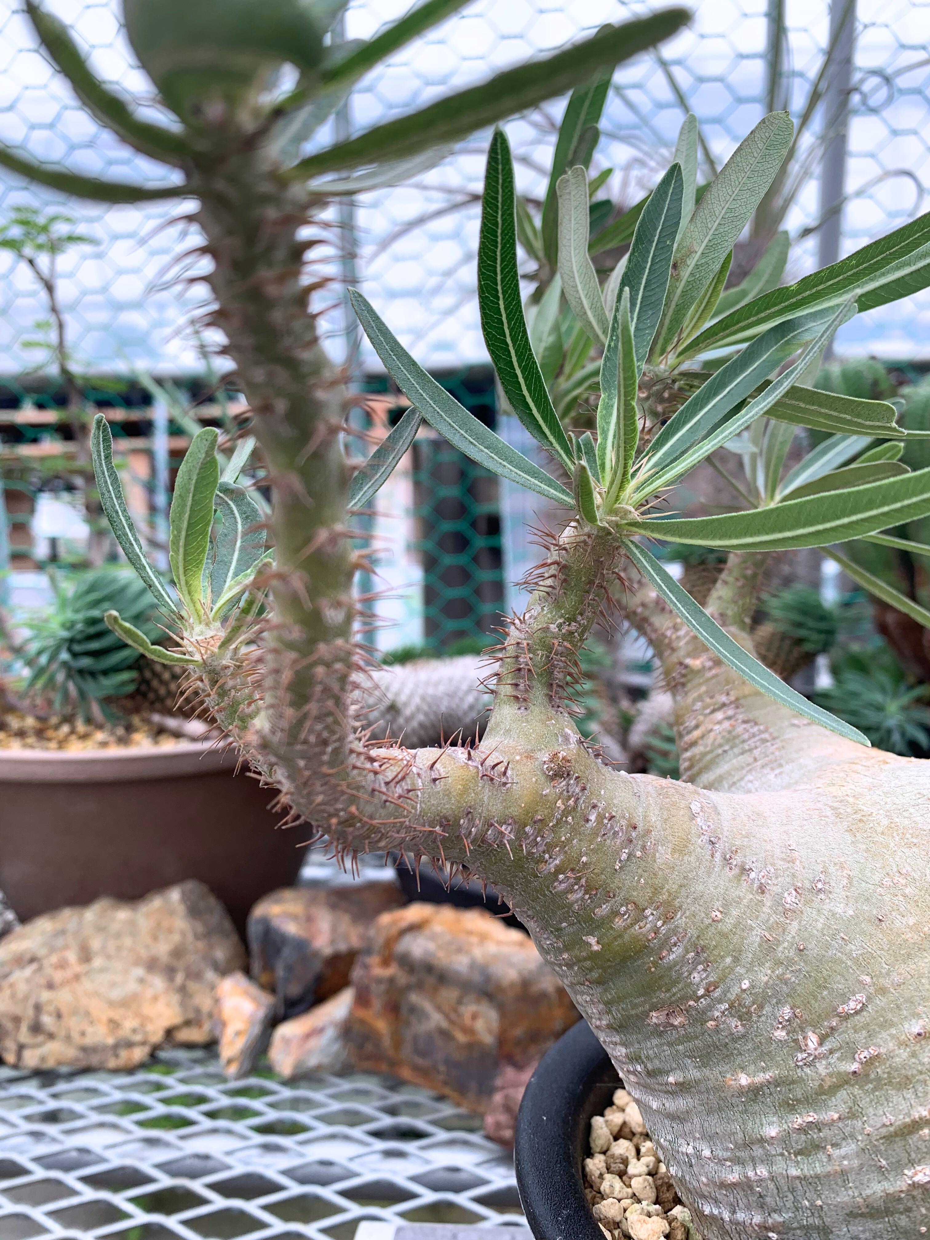 ★*★様 パキポディウム　グラキリス パキポディウム グラキリス P018【送料着払い】 | CACTUS330