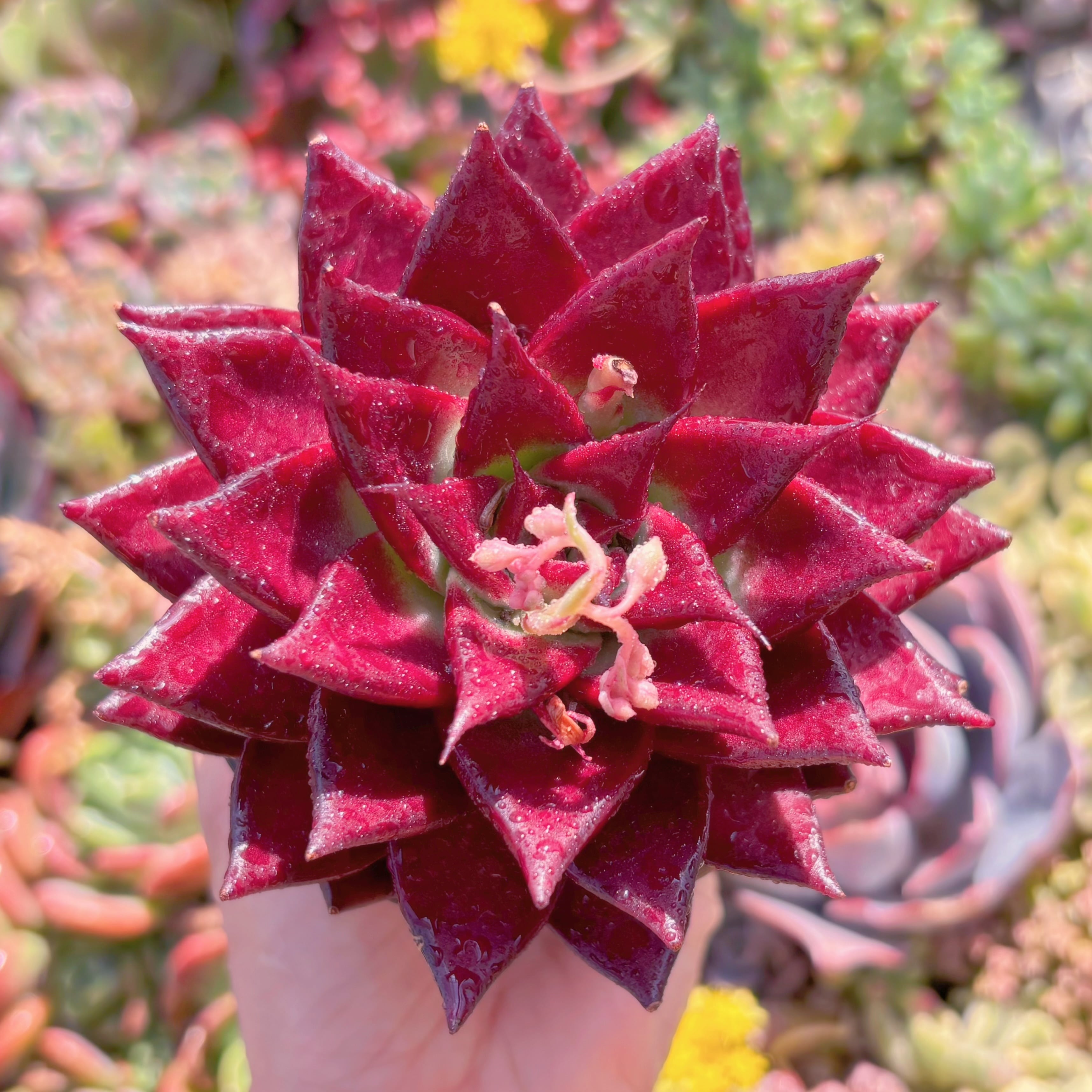 現品　ロメオルビン#614　新入荷　るる農園