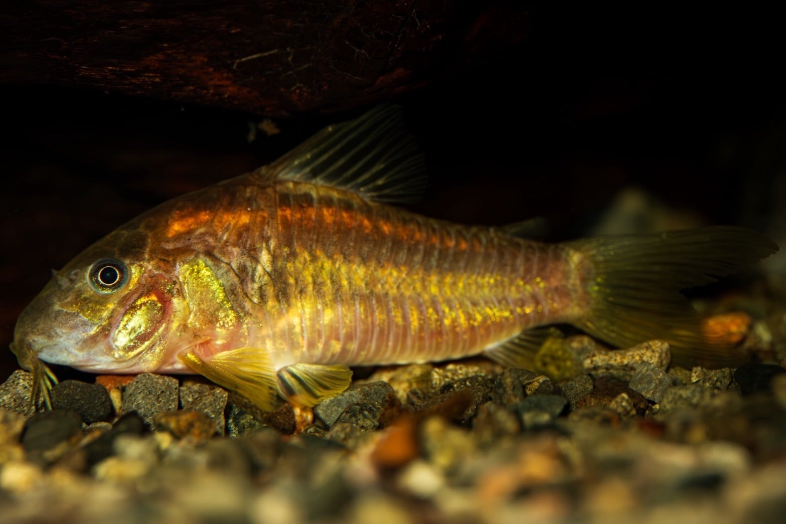 ORCA wavemaker Minute Stream 1000（ミニットストリーム1000