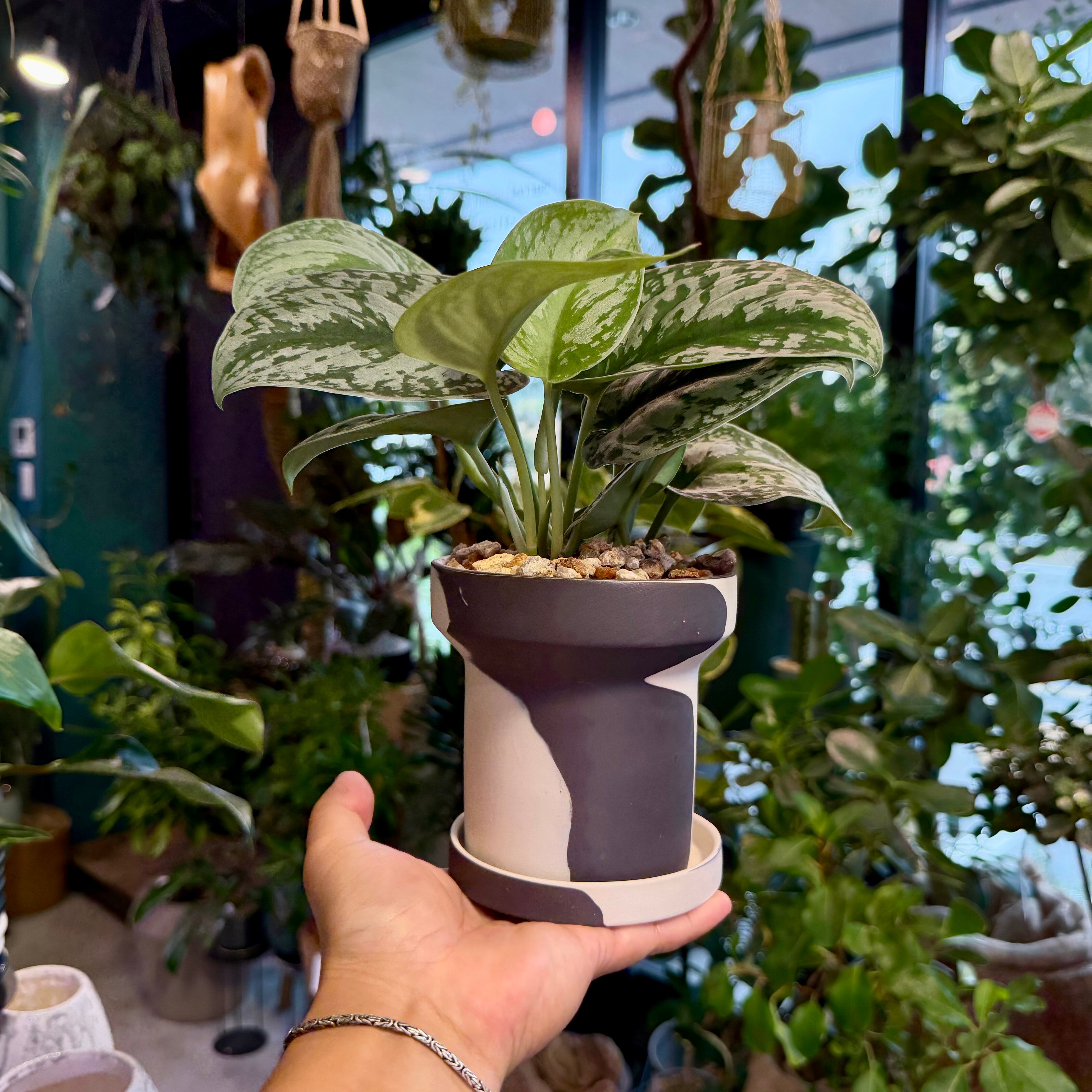 スキンダプサス・トレビー | barrelplants_BONSAI