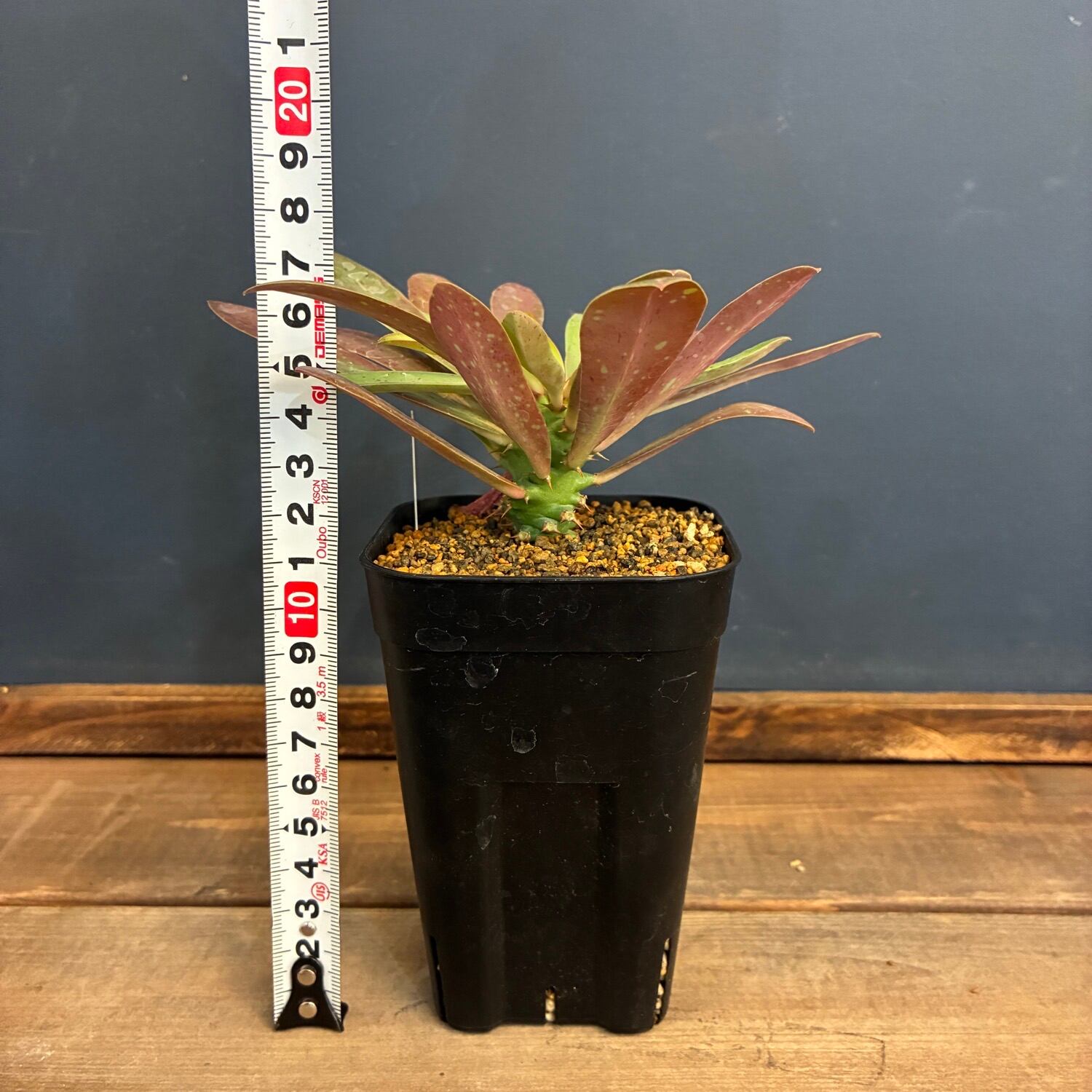 新着3日限定10%OFF】ユーフォルビア ムランジーナ【560】 | PROTOLEAF