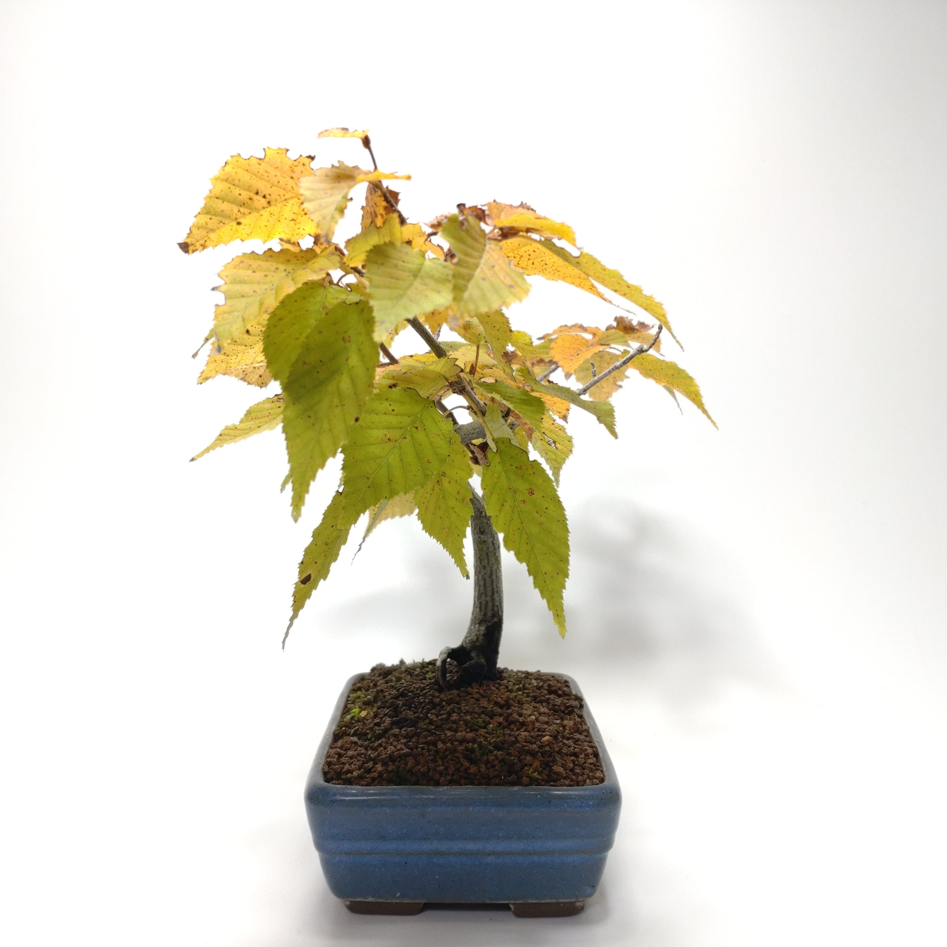 赤四手（アカシデ）盆栽 赤四手（アカシデ）盆栽 S006 S006