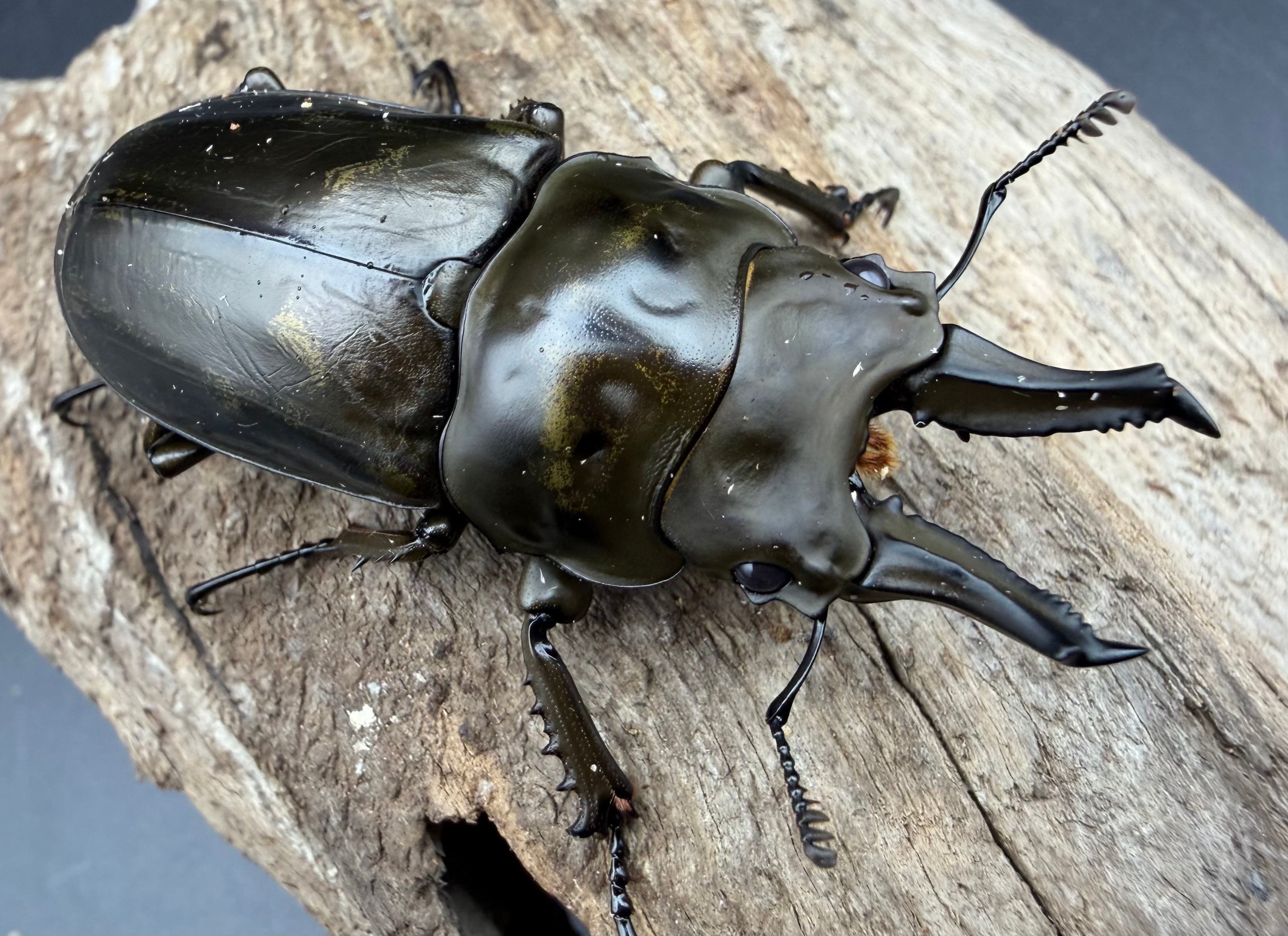 F0】《ローゼンベルグオウゴンオニクワガタ 60mm ペア》 | KPW公式