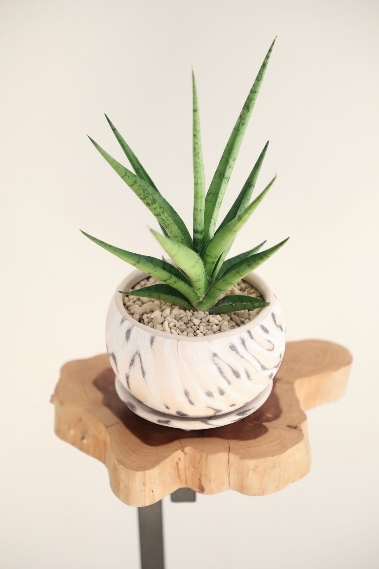 【S】サンスベリア グラシリス/Sansevieria ※陶器鉢付き