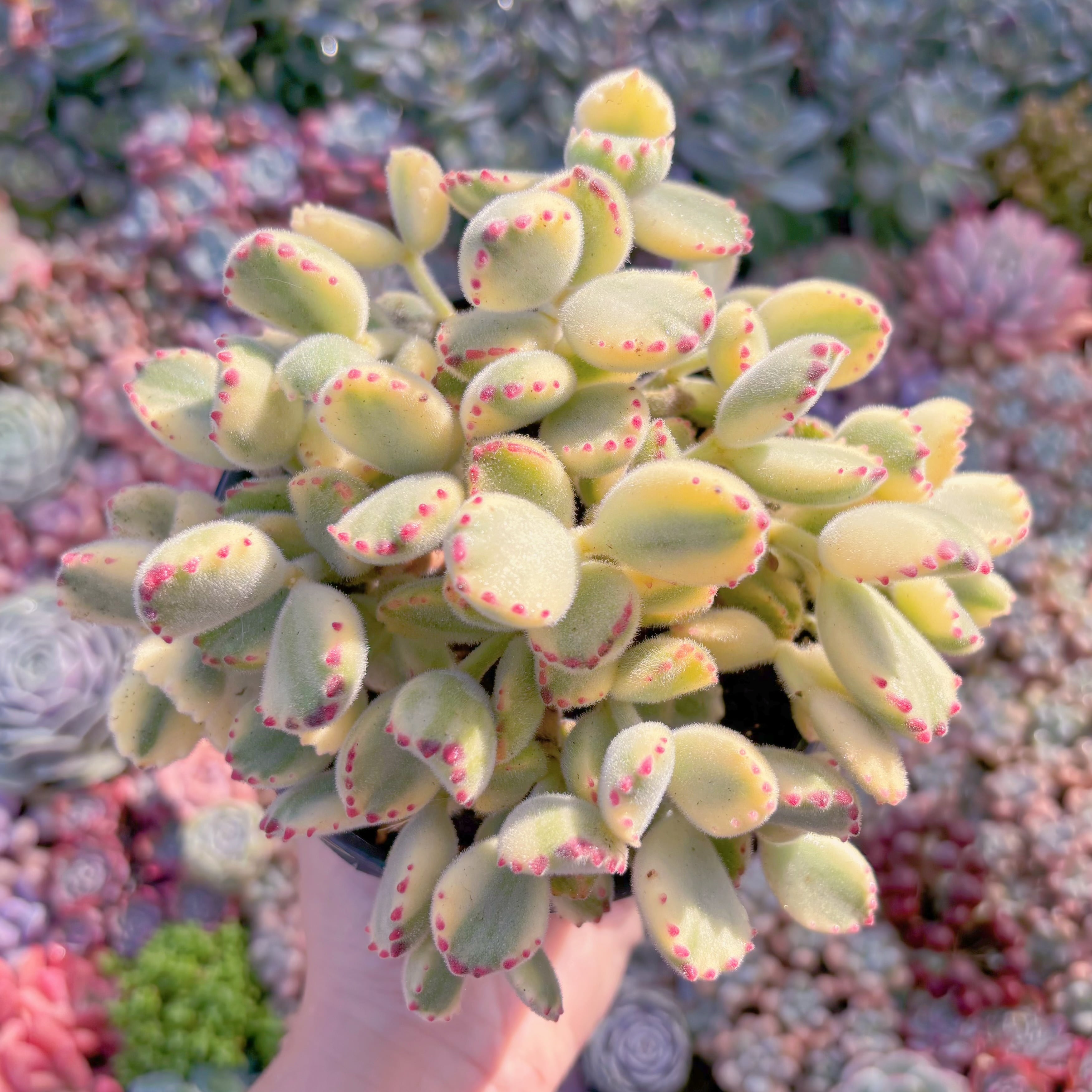 現品　白熊#K502　大群生　るる農園