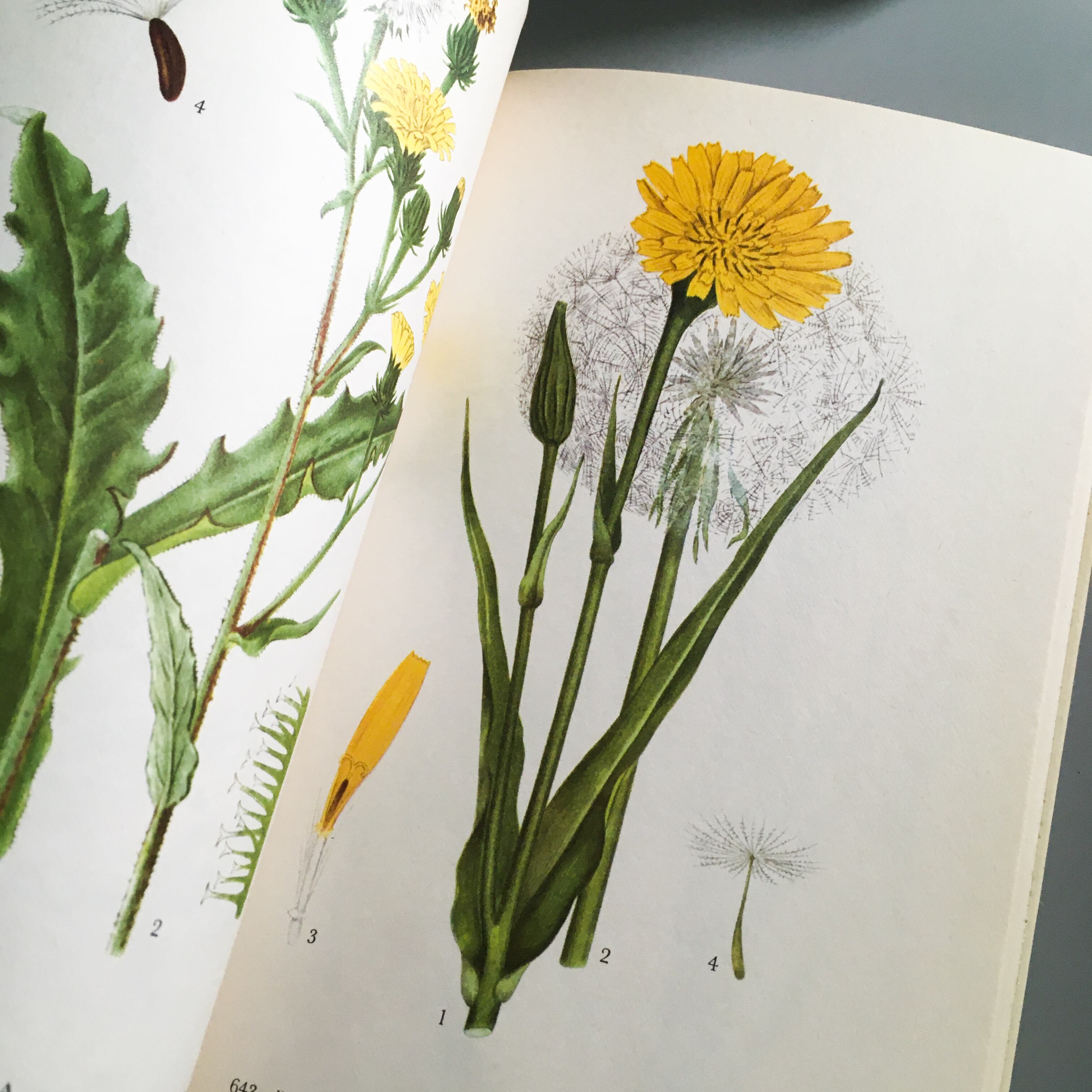 スウェーデン 植物 図鑑 洋書 ボタニカル Nordens Flora 全10巻 Meisaku 洋書 Watanegypt Tv