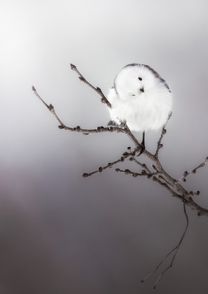 雪の妖精　Snow Fairy