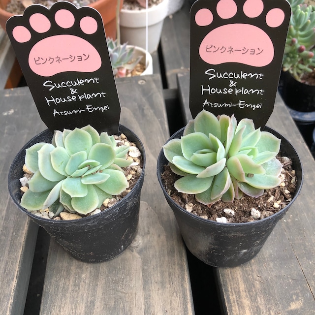 ピンクネーション 渥美園芸 エケベリア 多肉植物 Melty Works 多肉植物 と Dulton プランター のお店