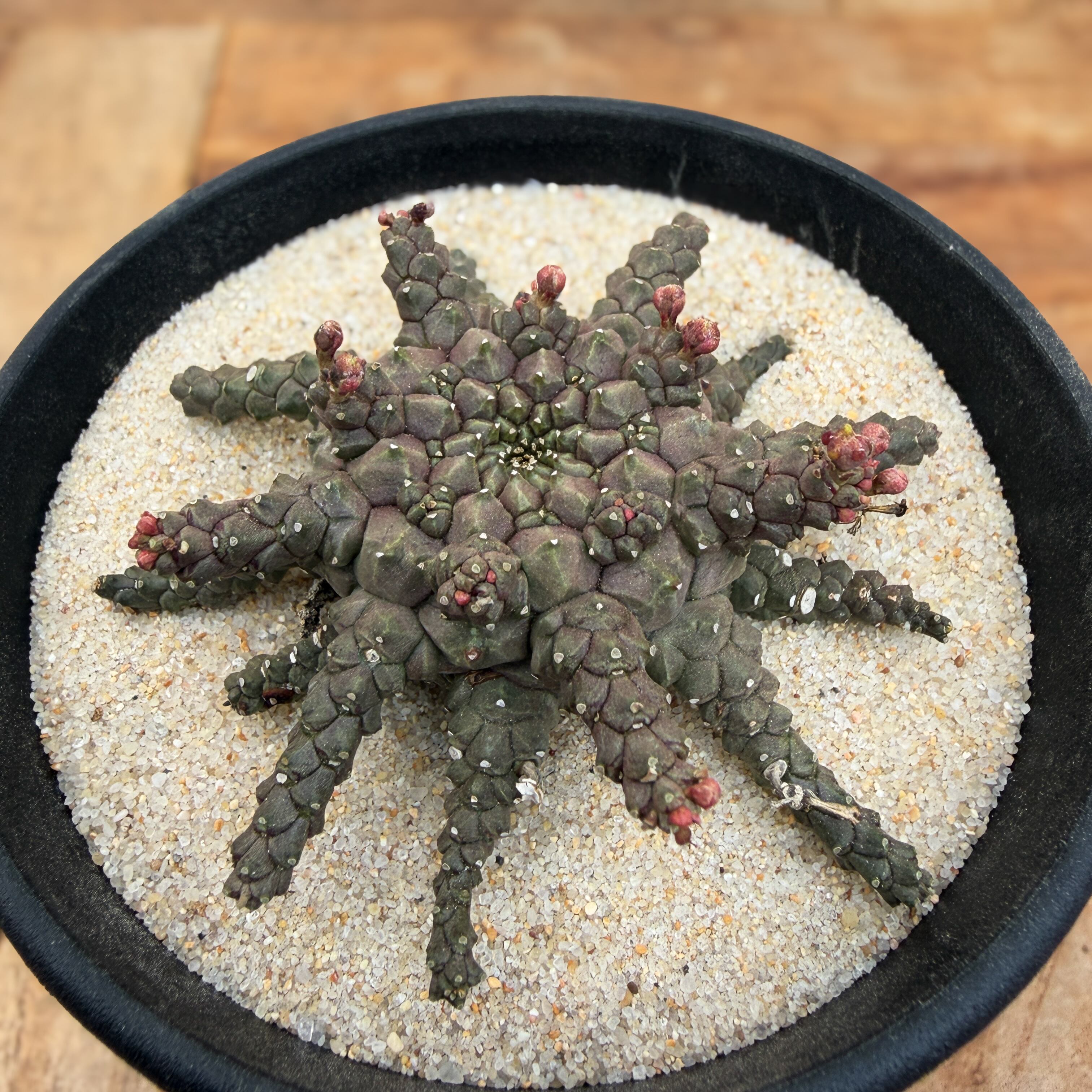 Euphorbia brevirama【ユーフォルビア・ブレビラマ】 | RIMO'S GREEN